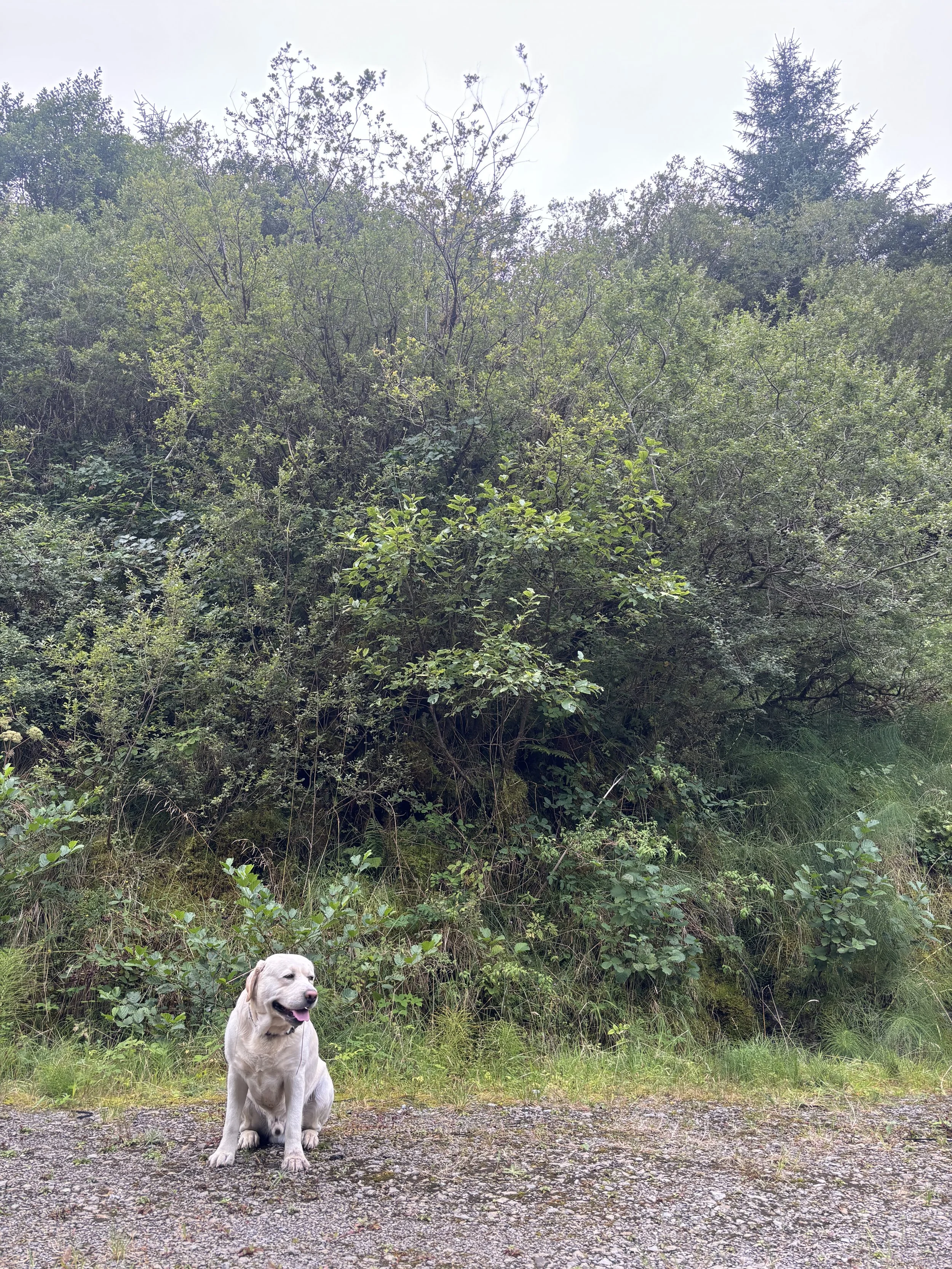 Why did I call the brand FORMATION?