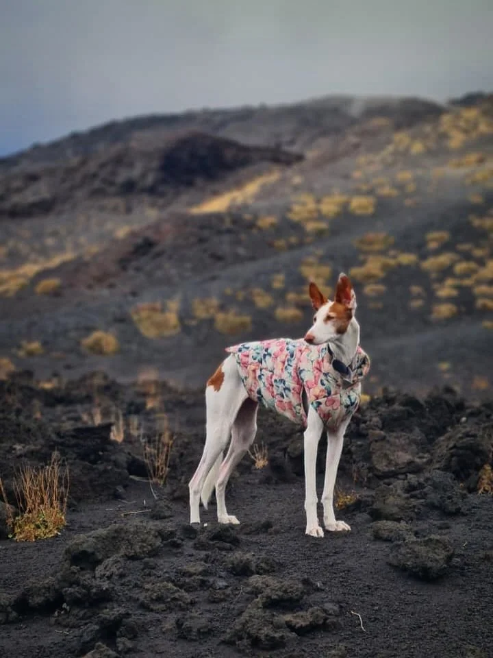 &iexcl;Una de las mejores experiencias que hemos vivido nunca! Subir hasta los cr&aacute;teres de un volc&aacute;n, encima del volc&aacute;n activo m&aacute;s grande de Europa y uno de los m&aacute;s activos del mundo, y encima haber llegado hasta aq