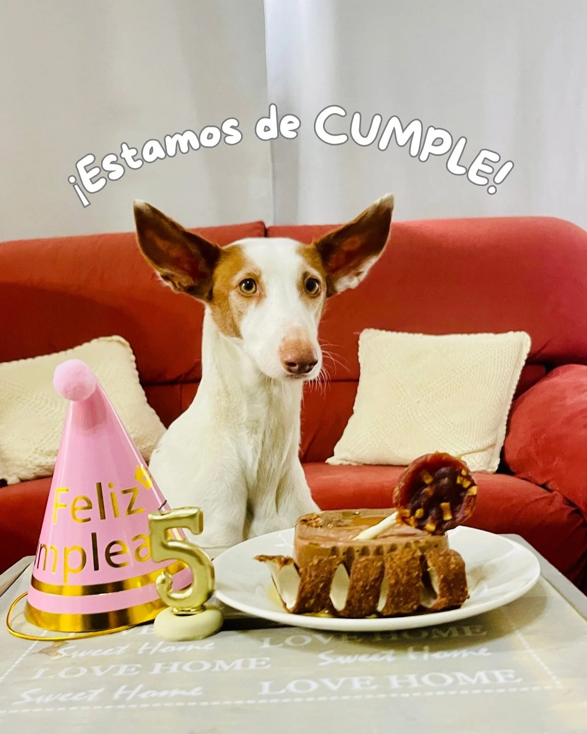 &iexcl;&iexcl;FELICIDADES!! 🥳🐶 Ayer la reina de la casa cumpli&oacute; 5 a&ntilde;os!!! Al principio parec&iacute;a que no le hac&iacute;a mucha ilusi&oacute;n eso de hacerse mayor, pero luego cambi&oacute; de opini&oacute;n cuando prob&oacute; la 