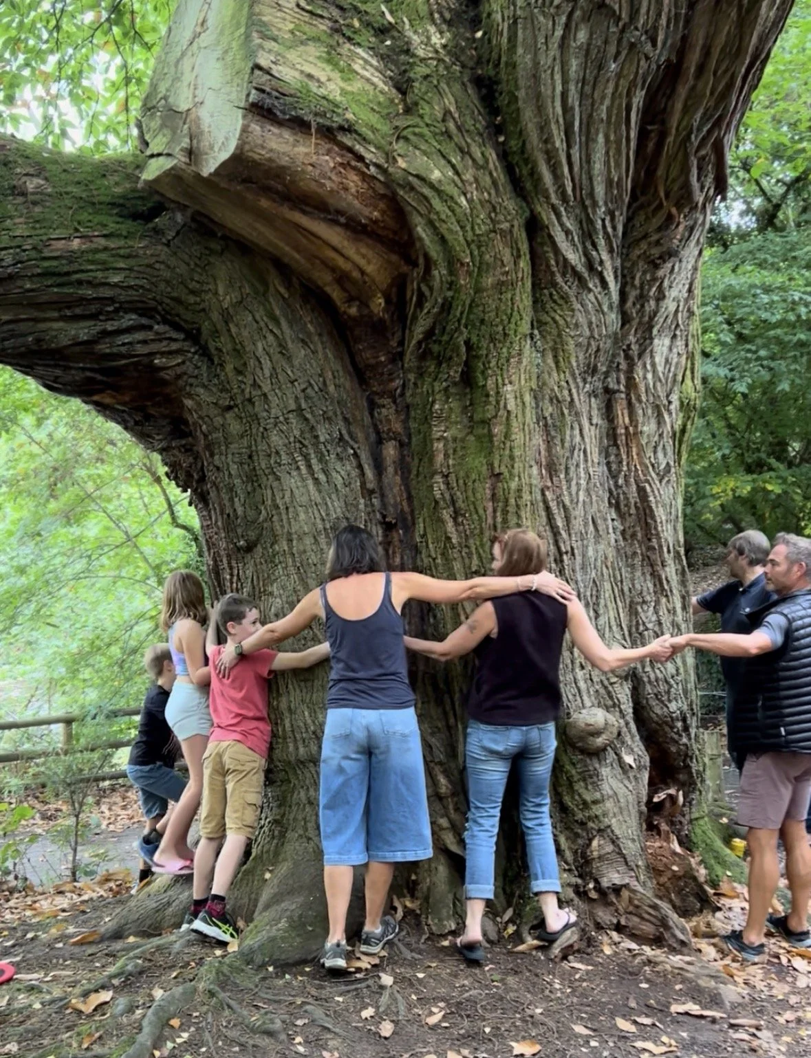 A group of people, including children and adults, holding hands and forming a chain around an enormous, old tree in a forested area.