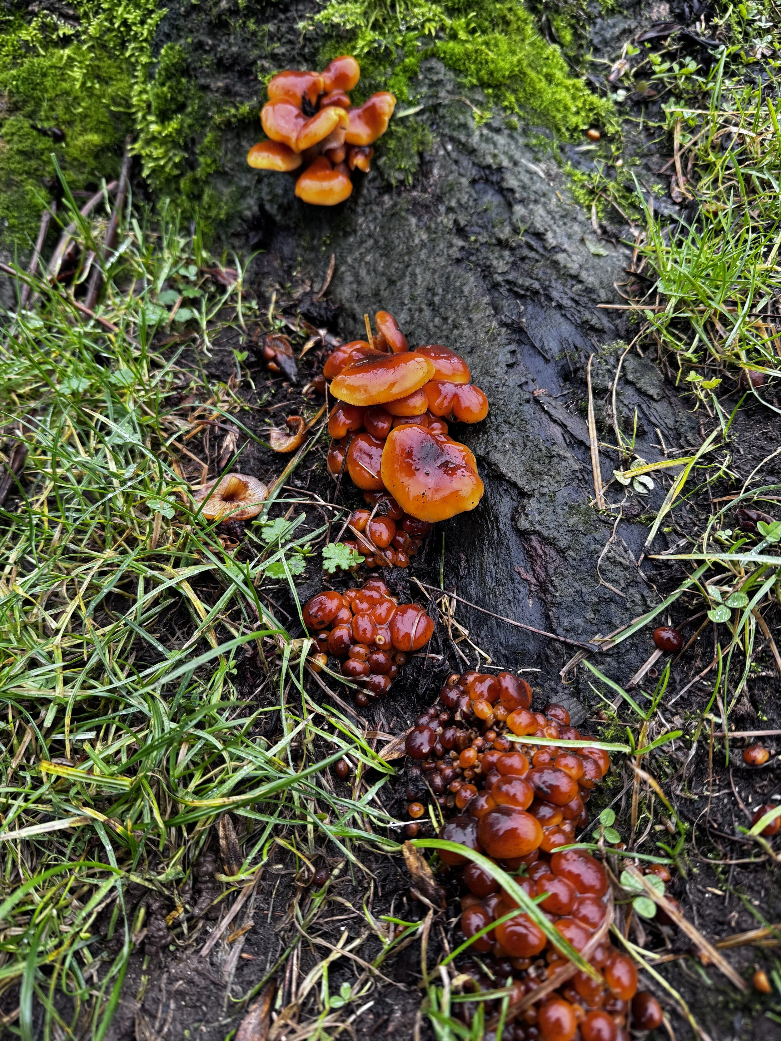 Cluster of orange mushrooms growing on a log surrounded by grass and moss.