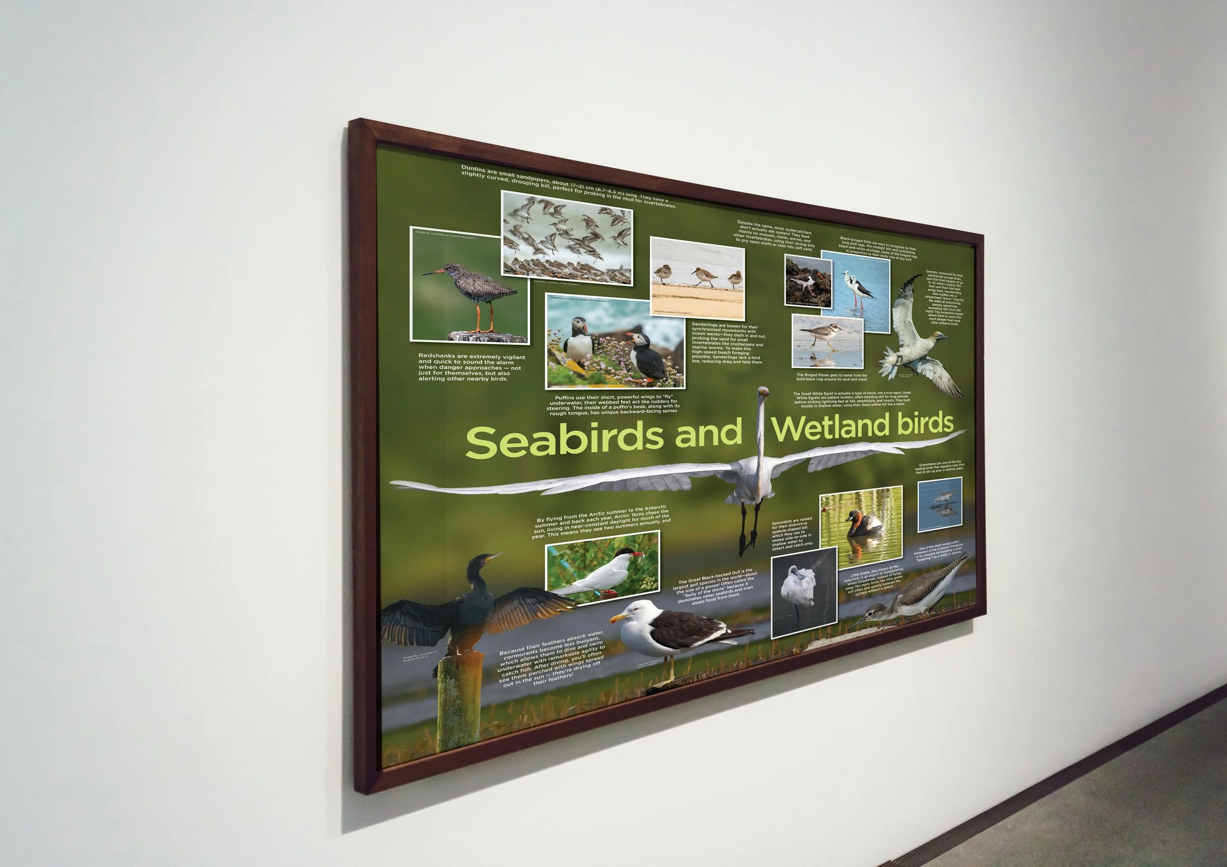 TCHD_Birds.jpg