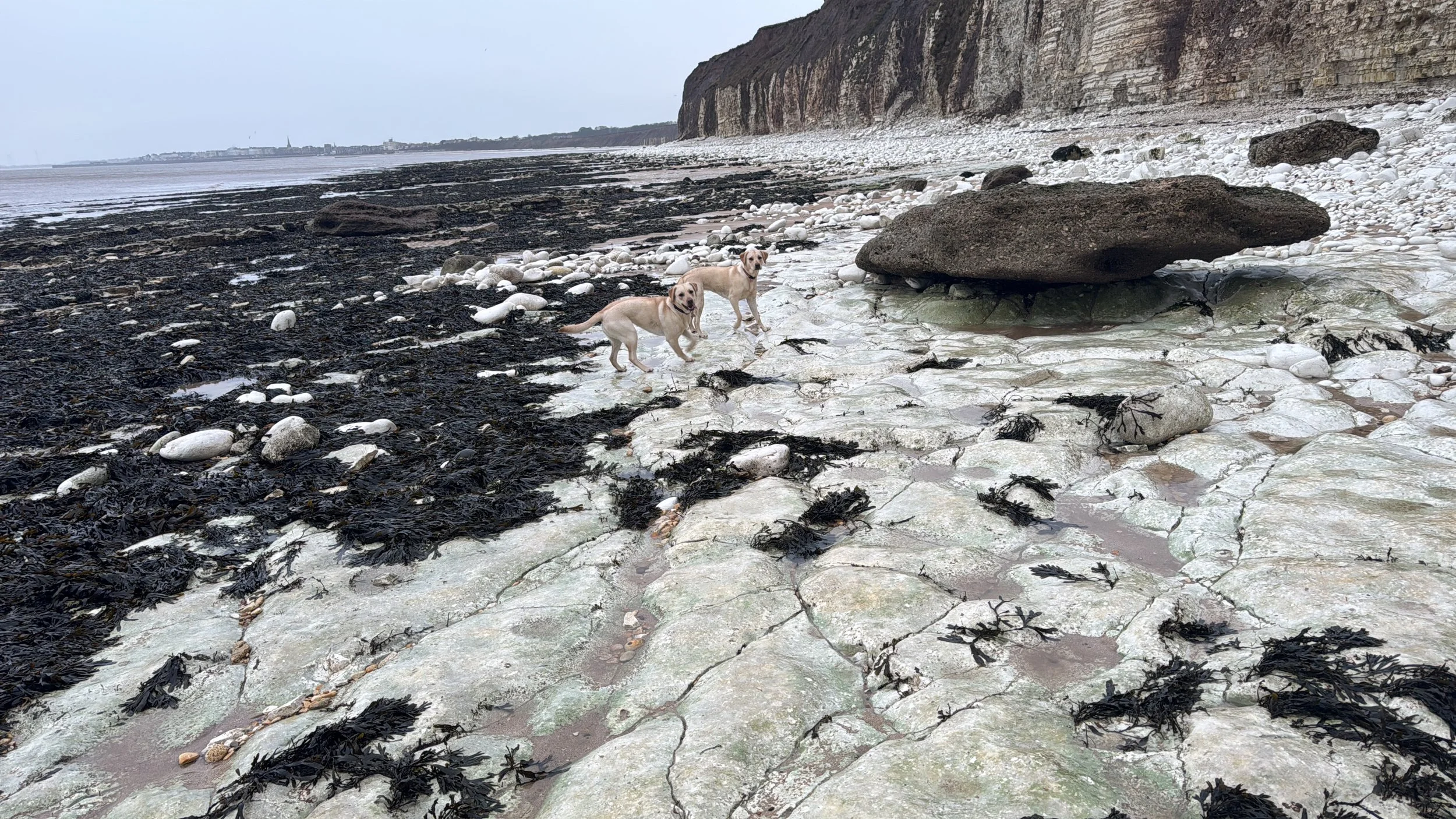 Why Beachcomber Meditation Mondays?