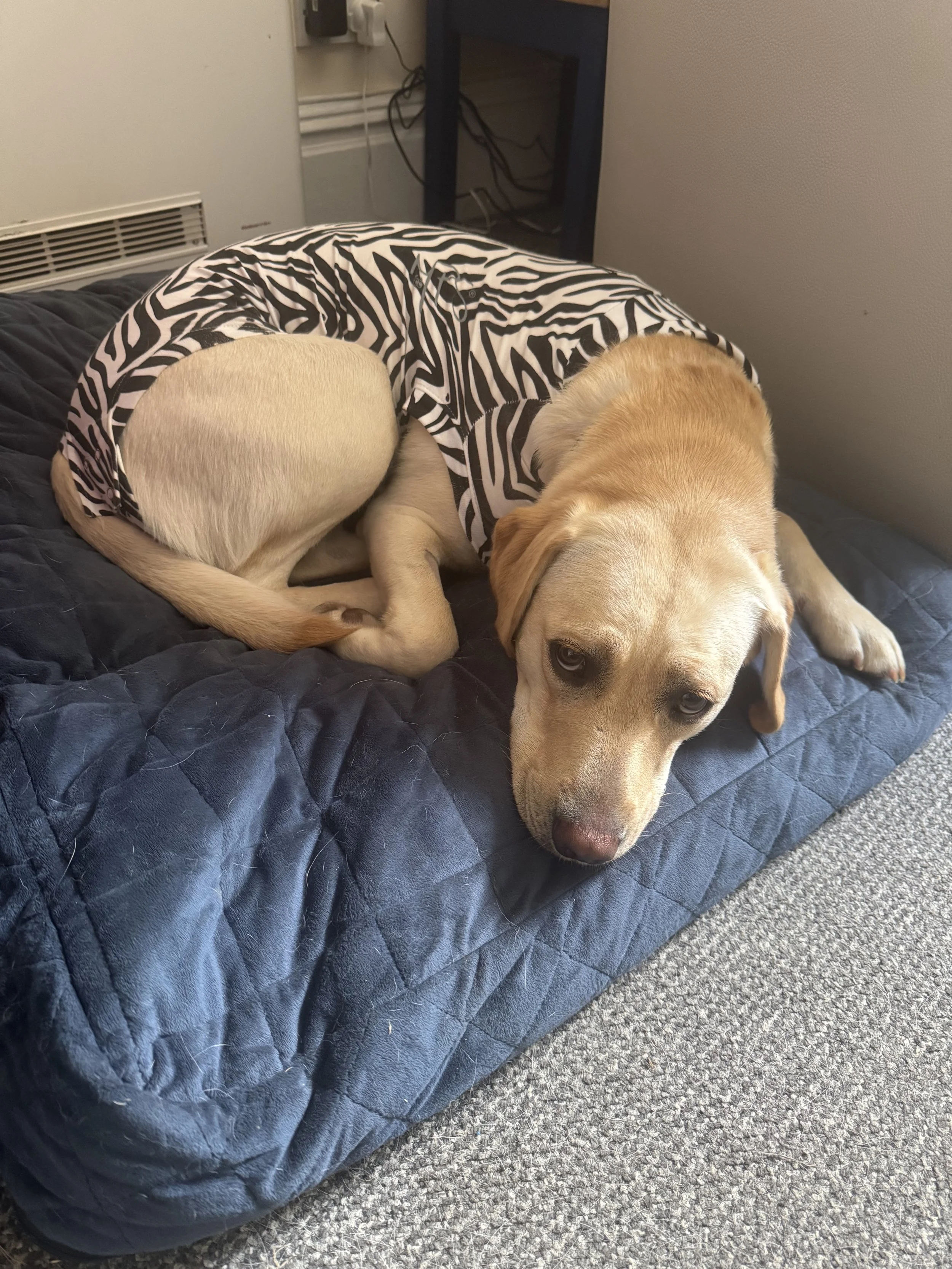 Worrying (or not) about Rosie