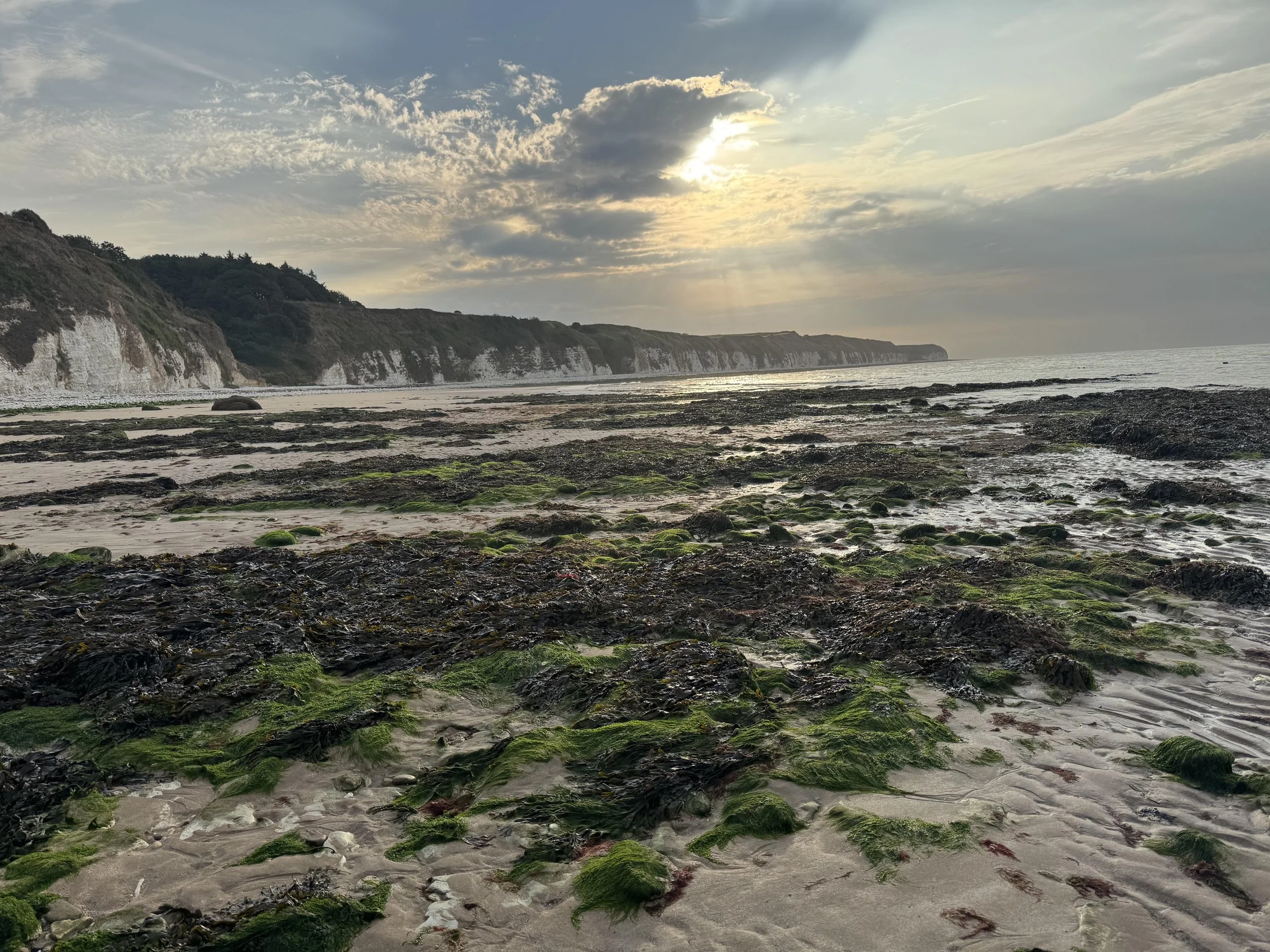 A coastal beach with rocky and moss-covered shores, high white cliffs in the background, and a cloudy sky with the sun partially visible.