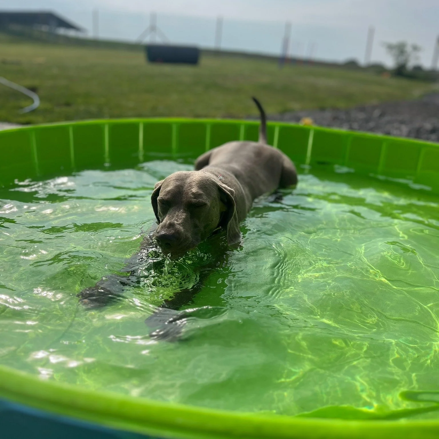 Hot summer days = cool down pool play

When tempertures rise we making sure our residents stay cool &amp; safe, this means:

🐕Early morning walks when temperatures are coolest
🌳Sticking to shaded areas when outside
💧Keeping fresh water topped up d