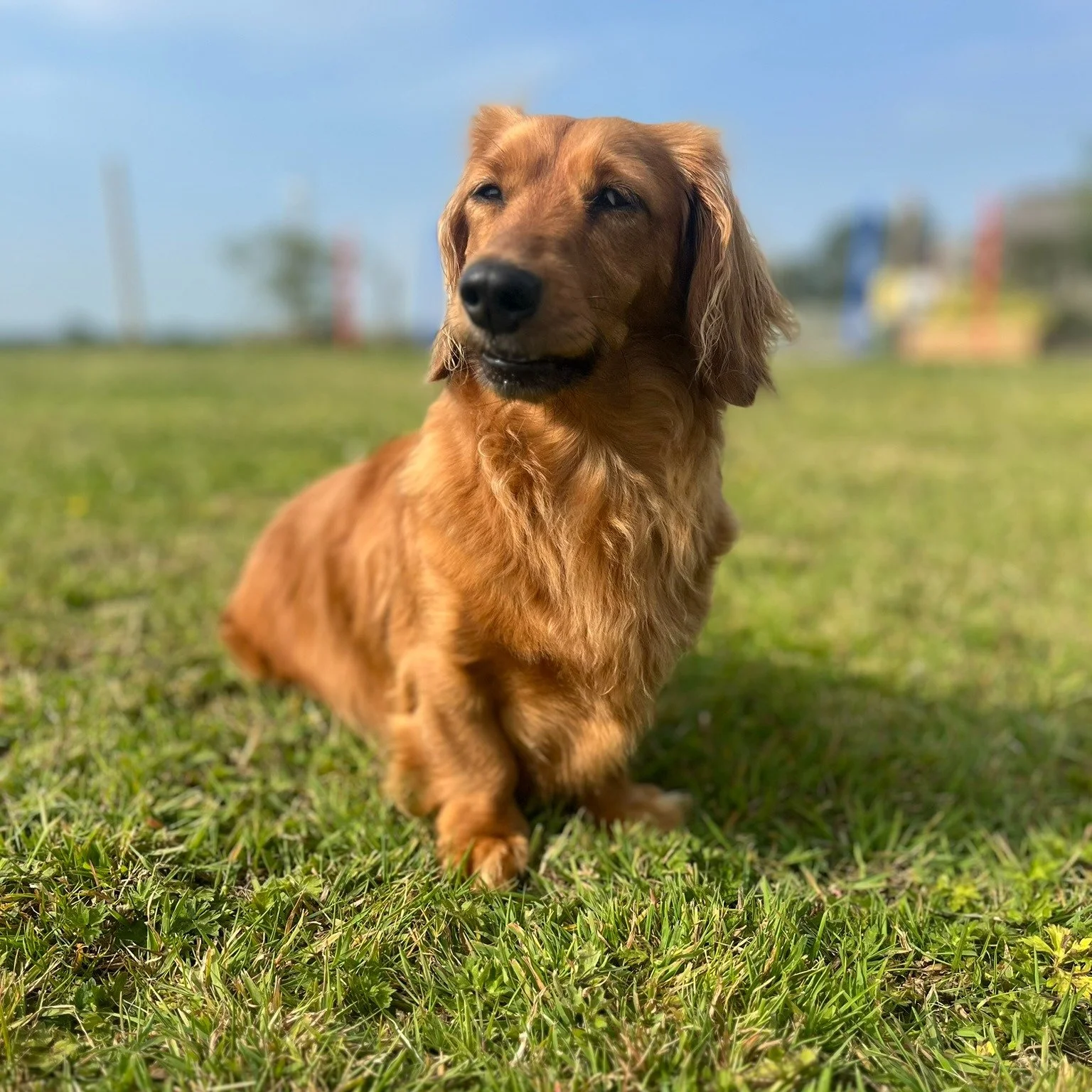 It doesn't matter how big or small you pup is, we all want to find the right fit when it comes to pet care.

At the Shropshire Dog Hotel our dog daycare &amp; home boarding services are kennel free, small group &amp; set in our modern &amp; spacious 