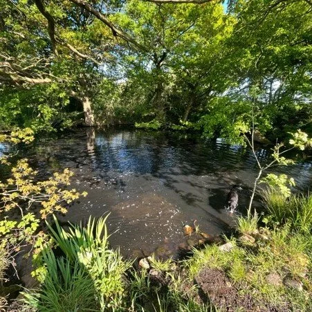 What does a dog walk at Shropshire Dog Hotel look like? 

Whether on lead, or with your permission off lead, our walks are all about helping your dog get the right mental &amp; physical enrichment they need. Our maintained grass tracks are fantastic 