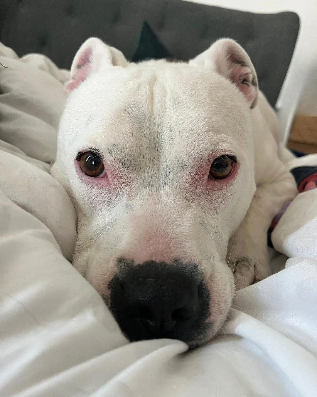 Stan joined us for daycare recently. As Stan is deaf, visual communication with him is key, through both signed commands &amp; visual expression - which meant we had the joy of getting to look into those beautiful brown eyes for the day!

Just like u