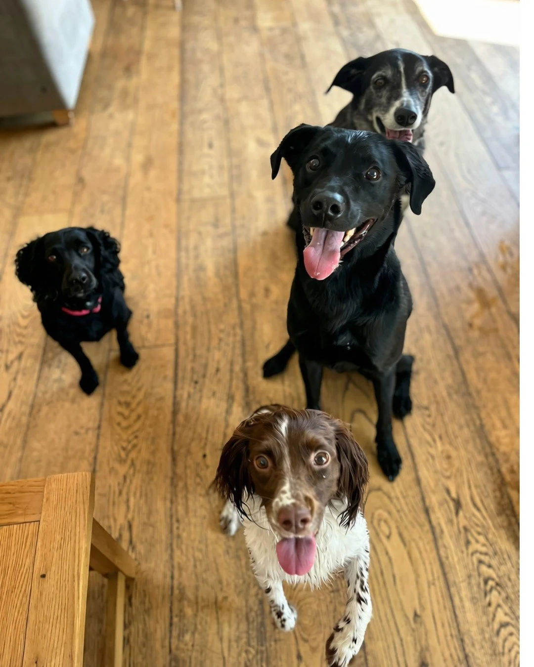 Want to join the pack this summer? Our home boarding &amp; daycare spaces are filling up fast, so if you need professional dog care for your four legged friend this summer then be sure to book in your visit &amp; trial stay at the Shropshire Dog Hote