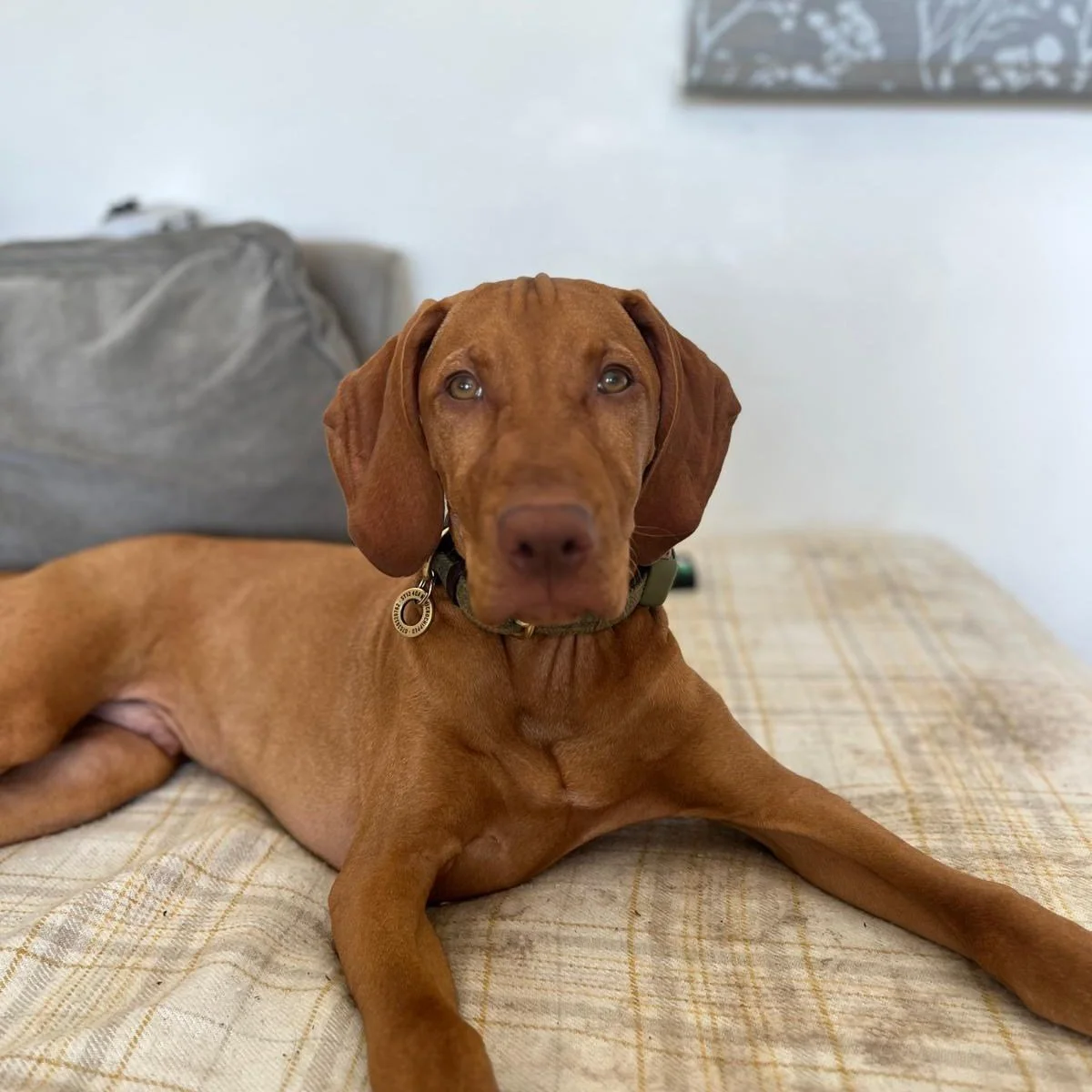 Our daycare residents come in a range of ages, shapes &amp; sizes. Big or small, senior or junior (like handsome Oscar here), we assess the behavior of all dogs before joining our pack, meaning your pup will only share their space &amp; play with lik
