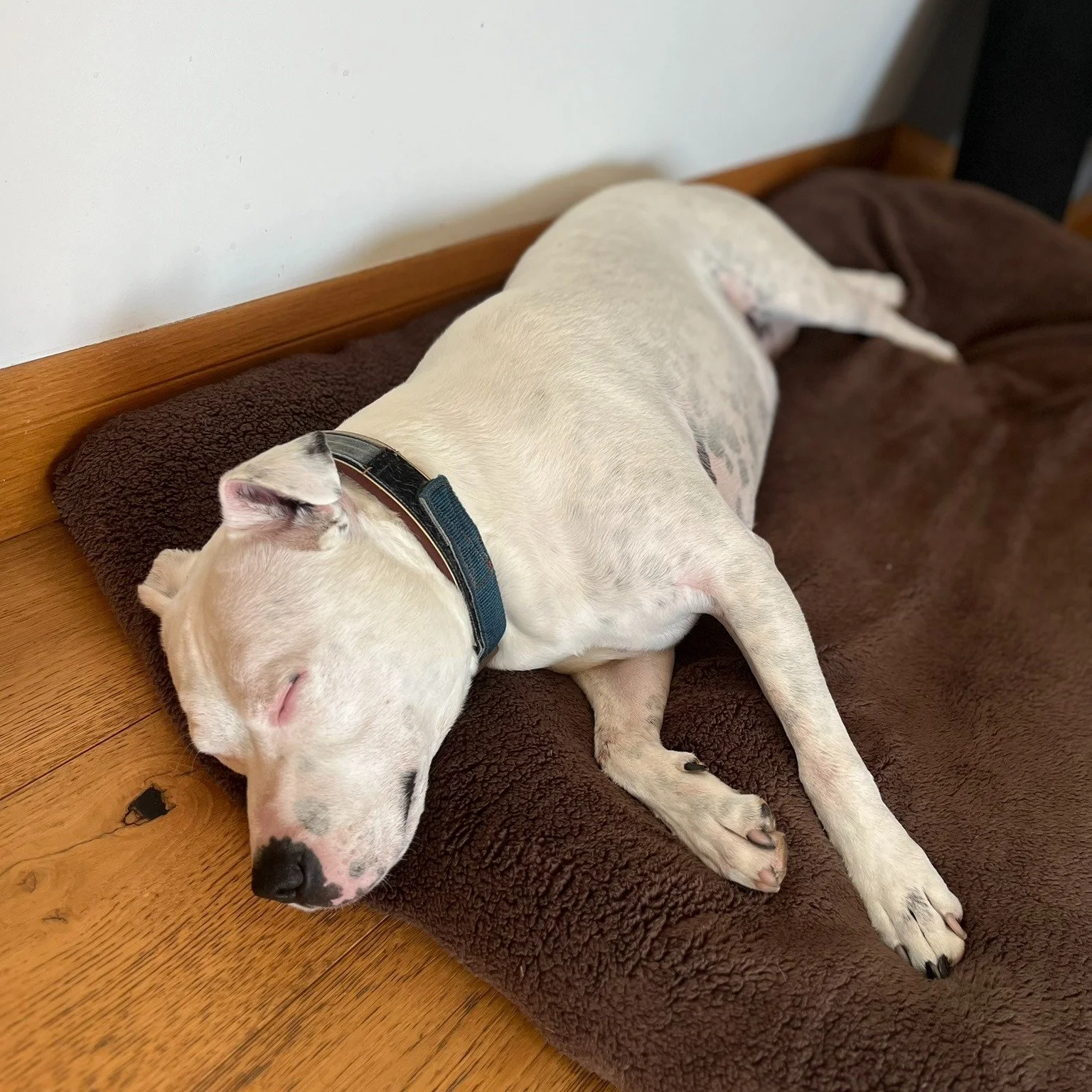 Rest &amp; relaxation.

Our goal is to provide a safe, loving environment for your dog. We design our daily schedule to mentally and physically meet our guests needs. Whilst play is important we want our guests to settle, stay calm, and feel content 