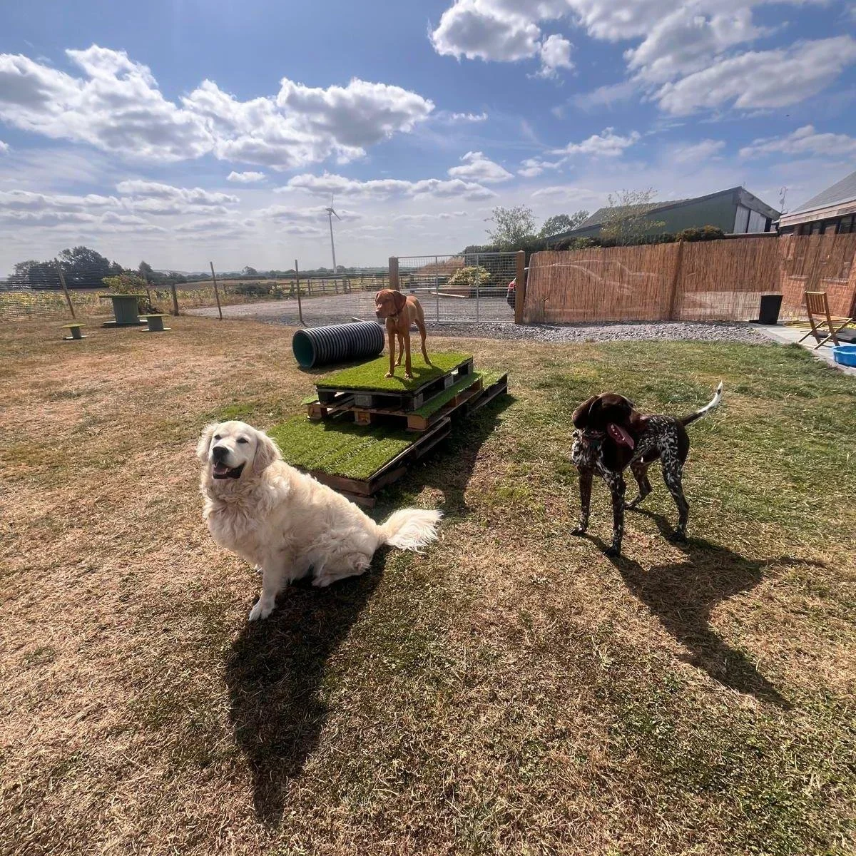 Our daycare &amp; boarding residents come in a range of ages, shapes &amp; sizes. From little to large, senior to junior, we assess all dogs on their behavior &amp; temperament &amp; needs before they join us as residents. This helps us ensure your d