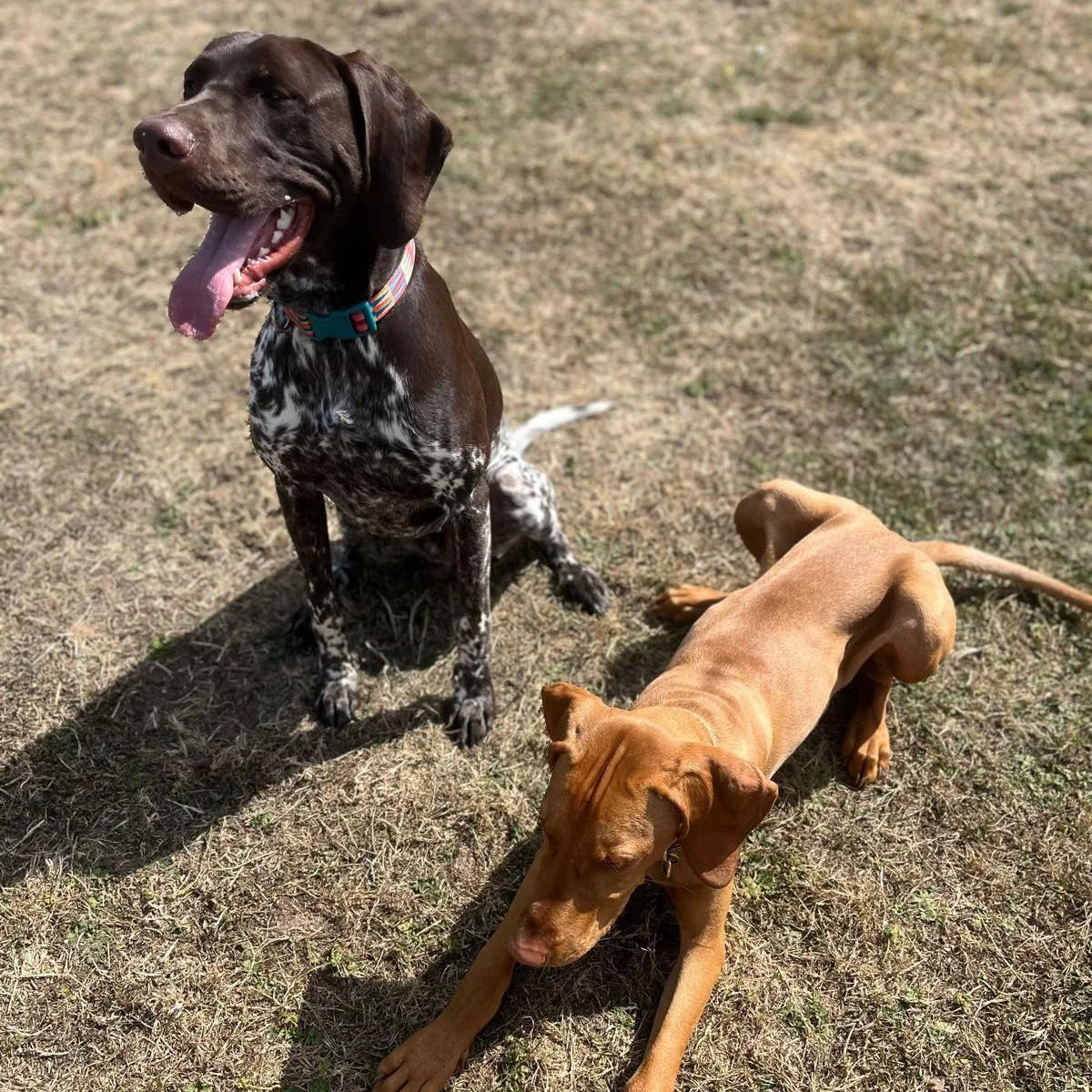 Our daycare &amp; boarding residents come in a range of ages, shapes &amp; sizes. From little to large, senior to junior, we assess all dogs for their individual needs, behavior &amp; temperament before they join us as a resident. This helps us ensur
