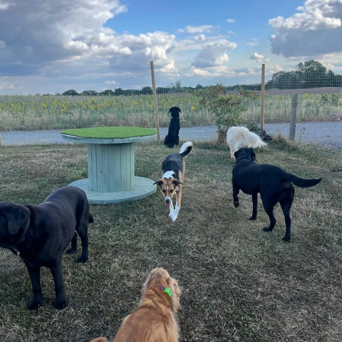 We think the view from our garden is pretty special, made even better when we share it with such a brilliant pack as this.

If you're looking for small group, big care dog daycare &amp; home boarding in North Shropshire get in touch to register your 