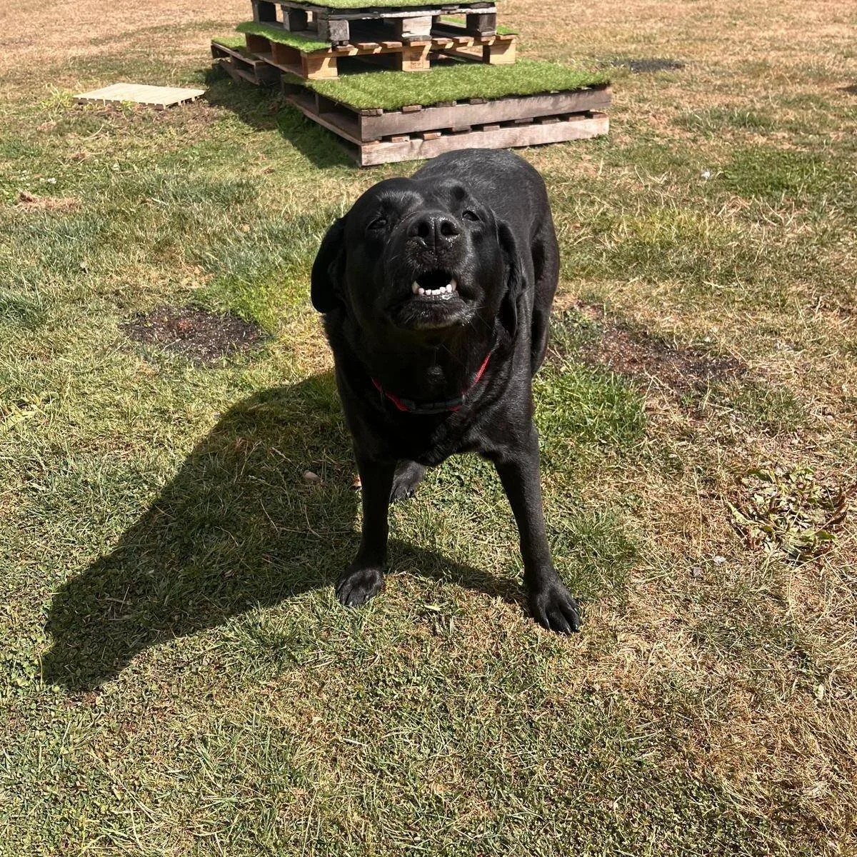 The ministry of silly faces. 

We love nothing more than seeing our residents relax into their fun, silly &amp; sometimes goofy selves whilst here. 

📌Shropshire Dog Hotel, Ash, Nr Whitchurch, SY13 4NP - Licence number AIAL683
☎️07733 277639
🖥️www.