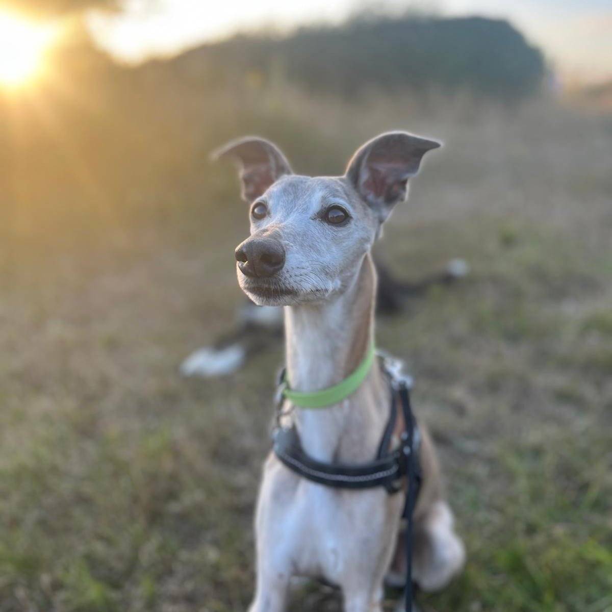 There's nothing like a Shropshire sunset walk. We use our relaxed evening walks to help our residents decompress &amp; wind down for the day.

We're lucky to call this place our home, and even luckier to share it with amazing dogs.

📌Shropshire Dog 