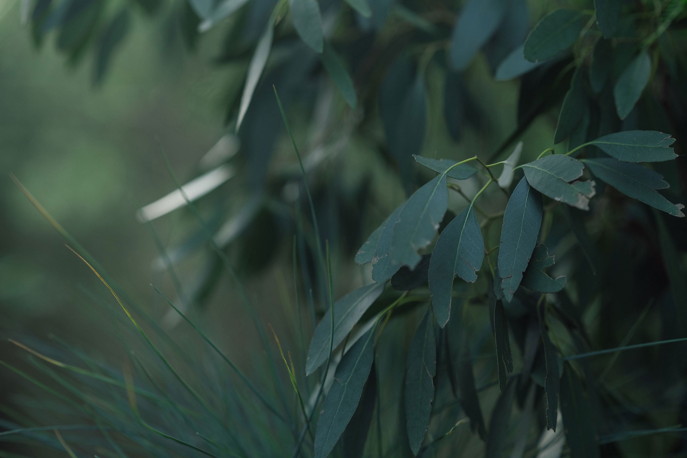 nowhere-sauna-scotland-eucalyptus.jpg