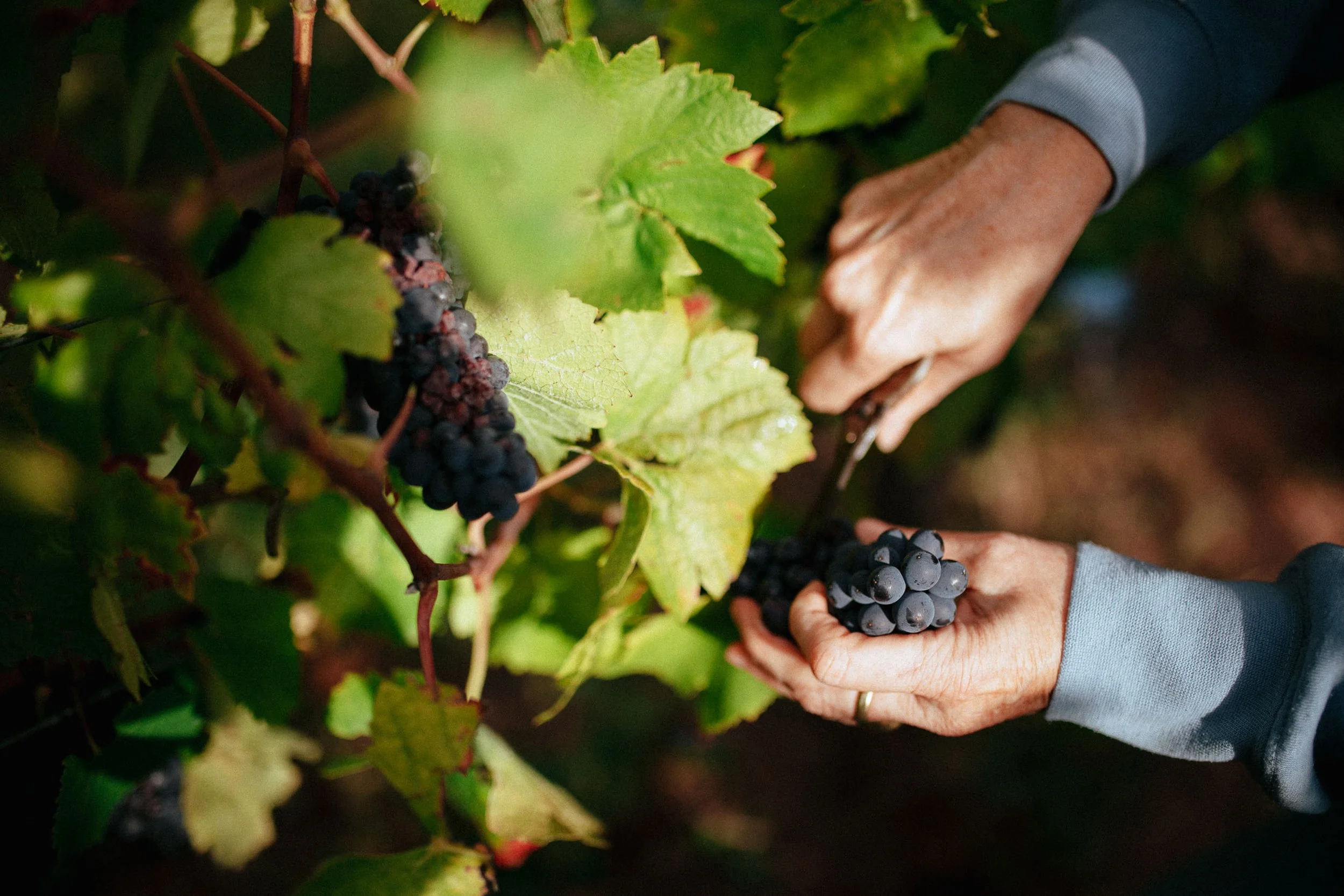 Personen ernten Trauben an einer Weinrebe im Weinberg.