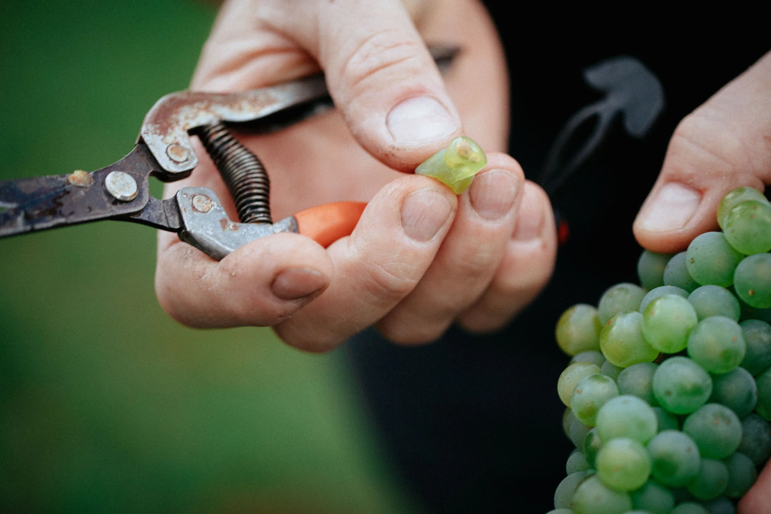 Person schneidet eine grüne Traube mit einer Rebschere.