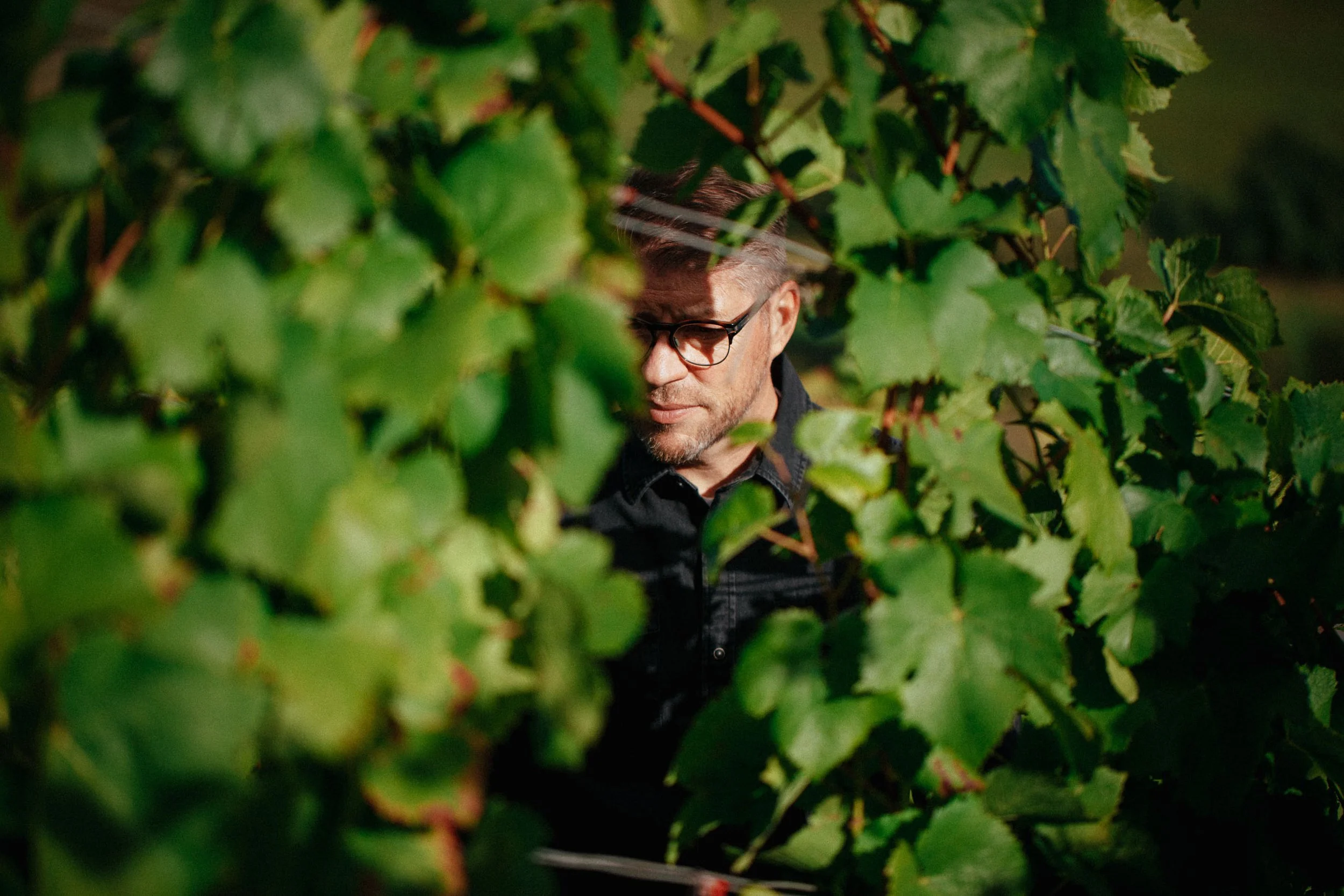 Ein Mann mit Brille und dunklem Hemd steht zwischen grünen Weinreben und schaut nach unten.