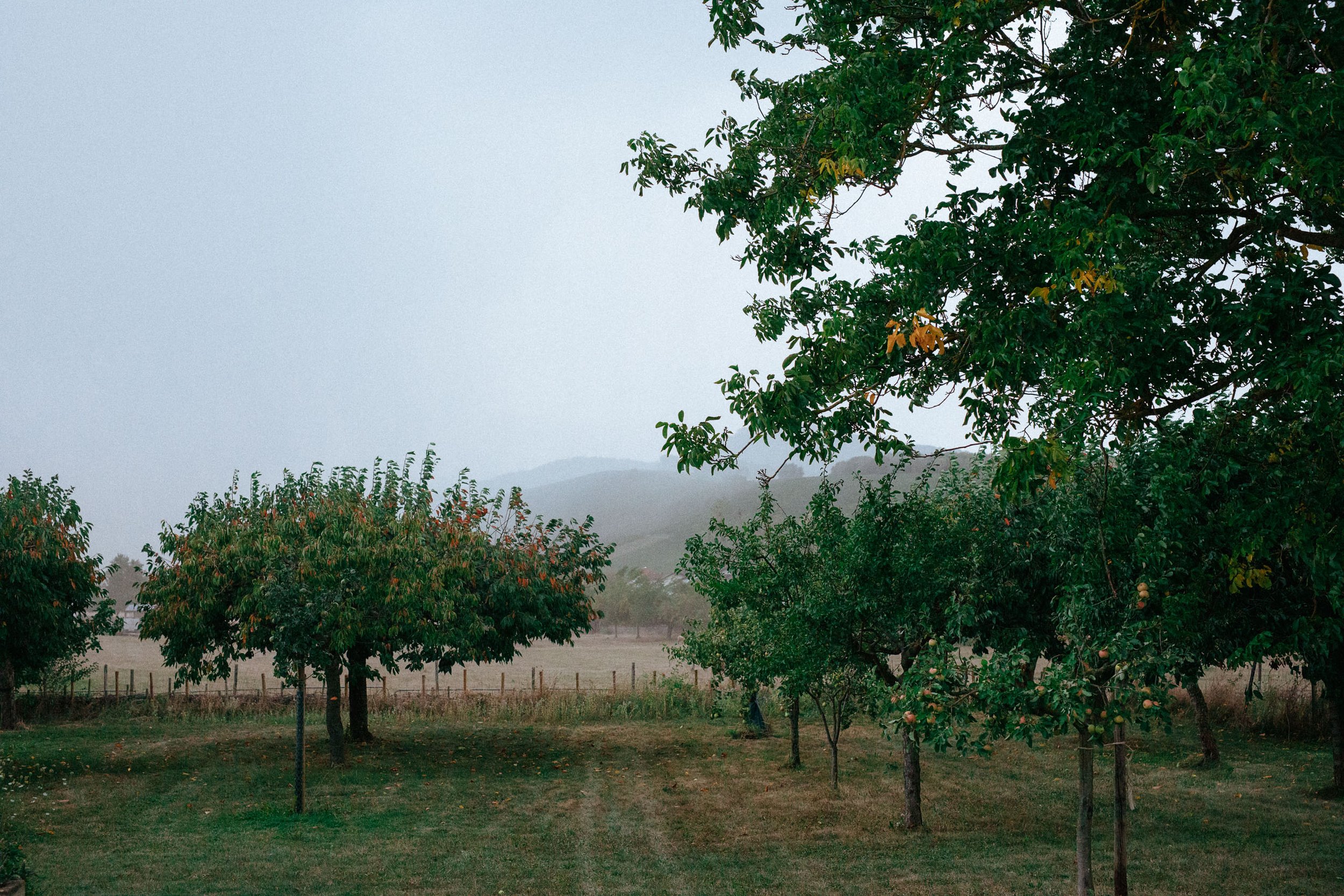 Ein Obstgarten mit mehreren Apfelbäumen bei Nebel