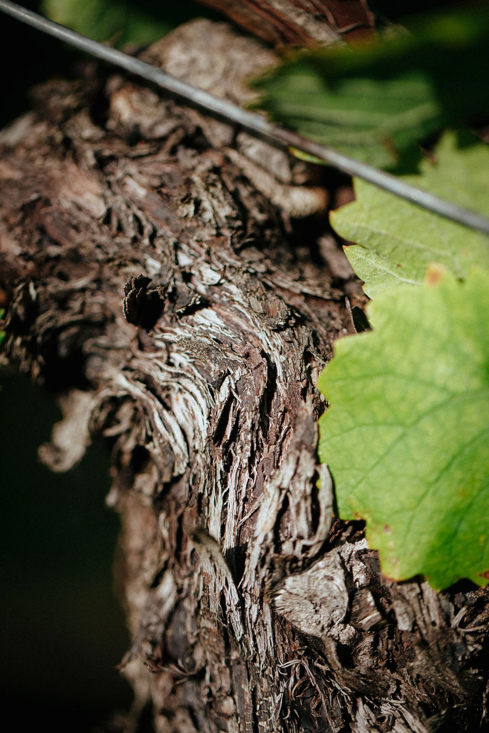 Nahaufnahme eines Baumstamms mit rissiger, brauner Rinde und grünen Blättern im Hintergrund.