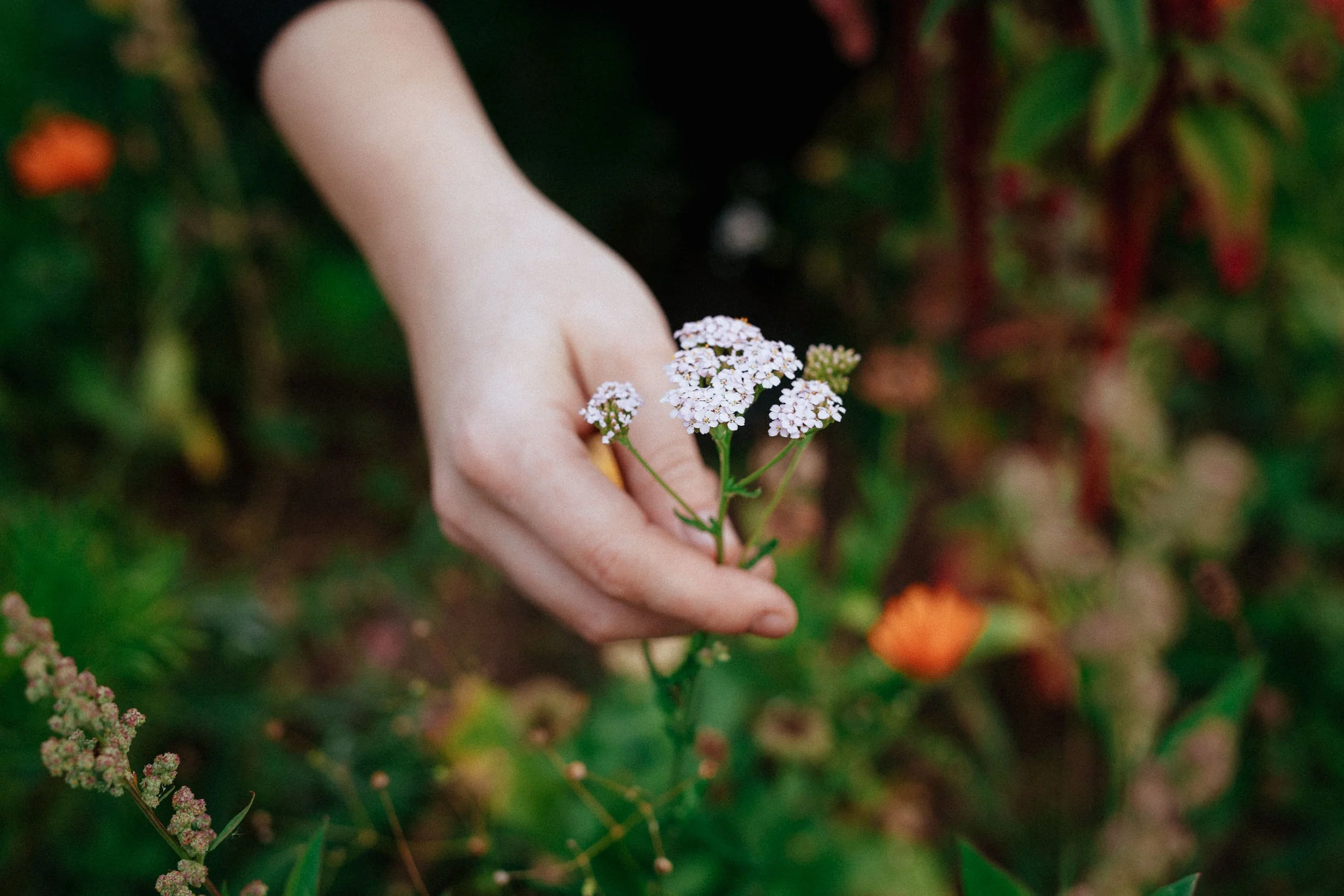Eine Hand hält kleine weiße Blüten mit grünen Stängeln vor grünem Laub.