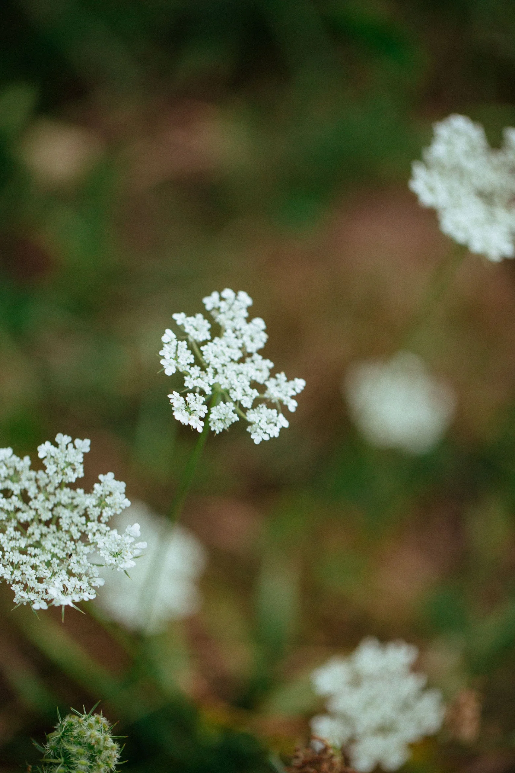 Weiße Blüten von Wildem Mohn auf grünem Hintergrund.