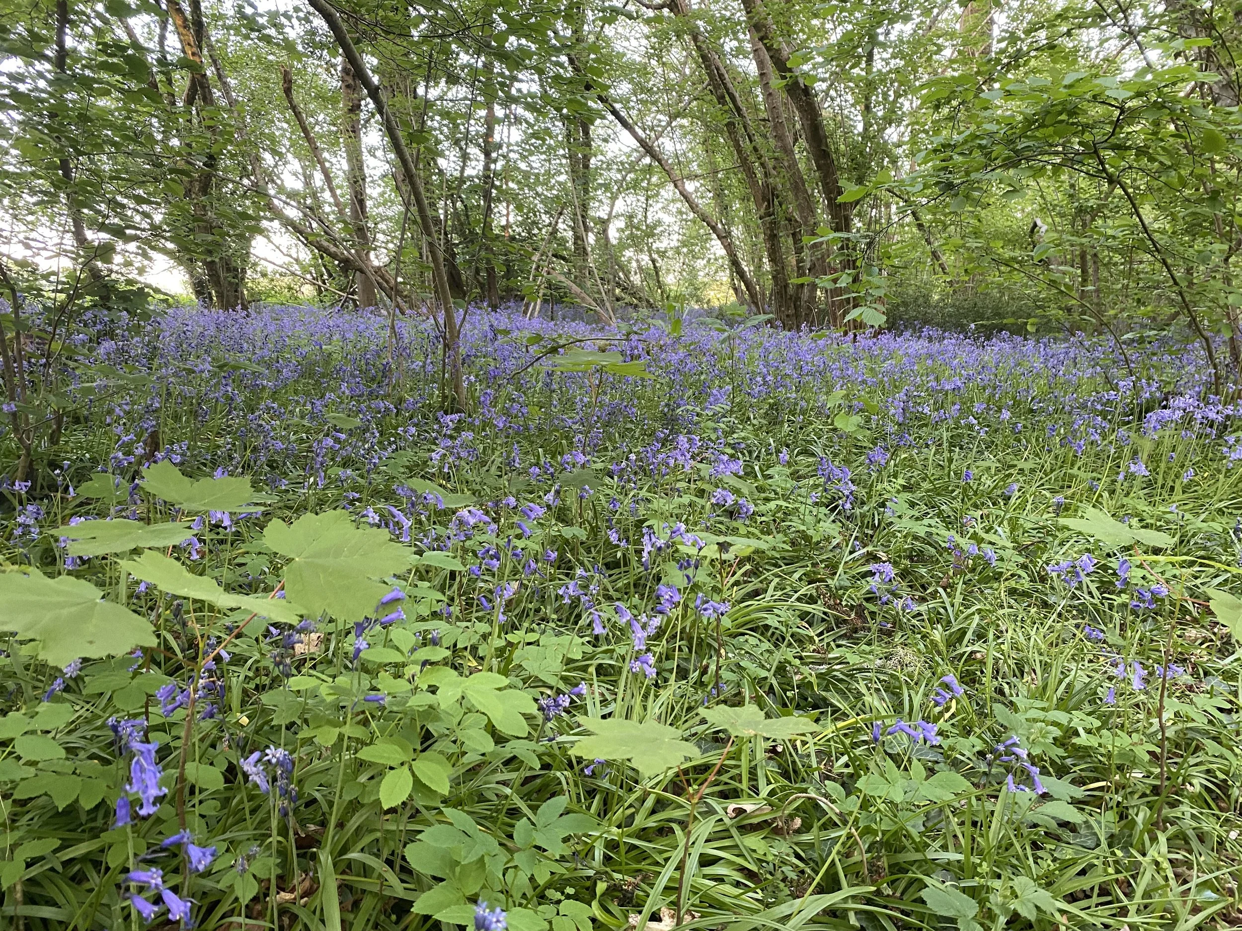 Sunday 26th April 10am-1pm: Spring Renewal