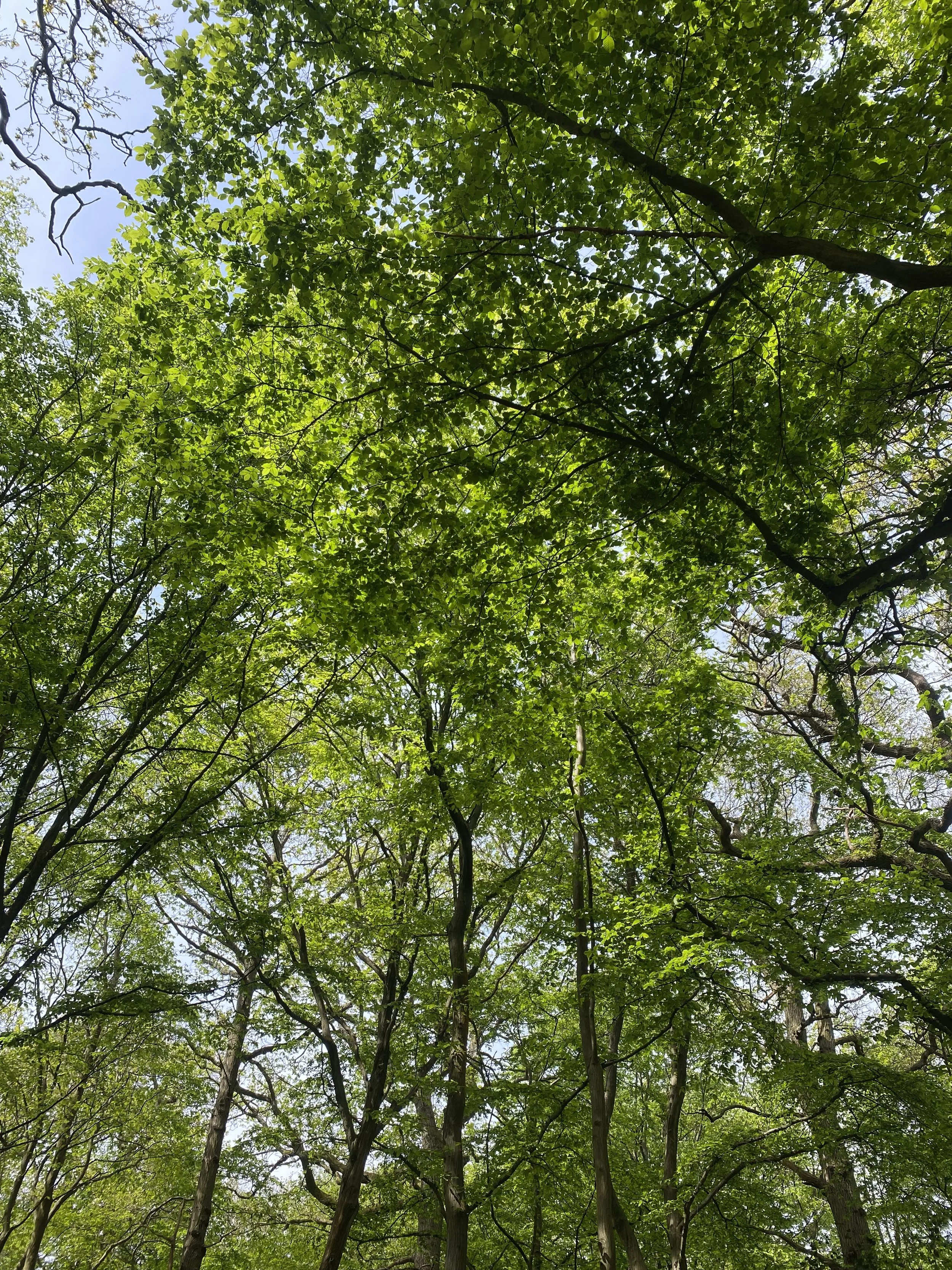 Sunday 26th July 10am-1pm: Summer Stillness