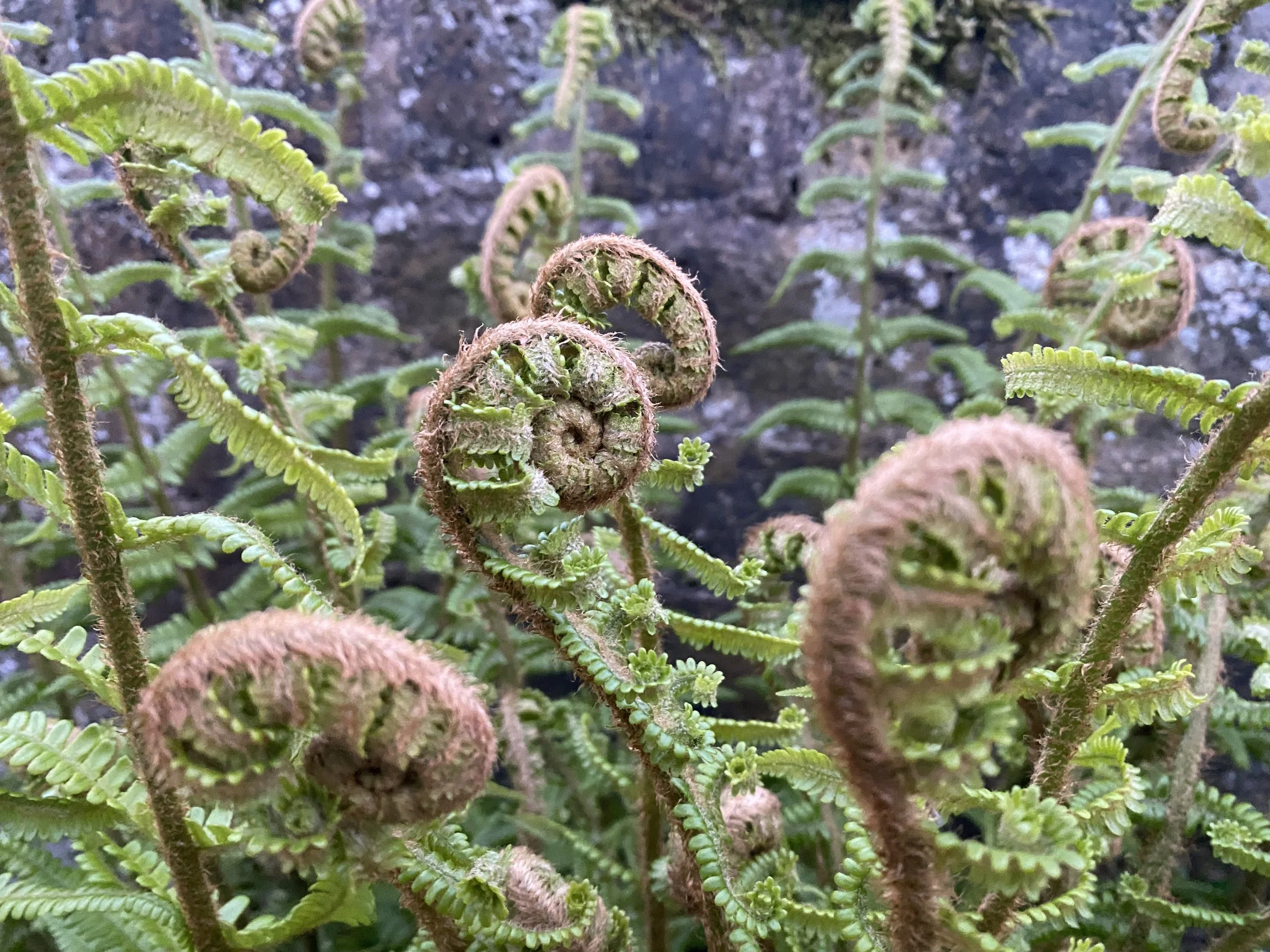 Sunday 24th May 10am-1pm: May You Flourish