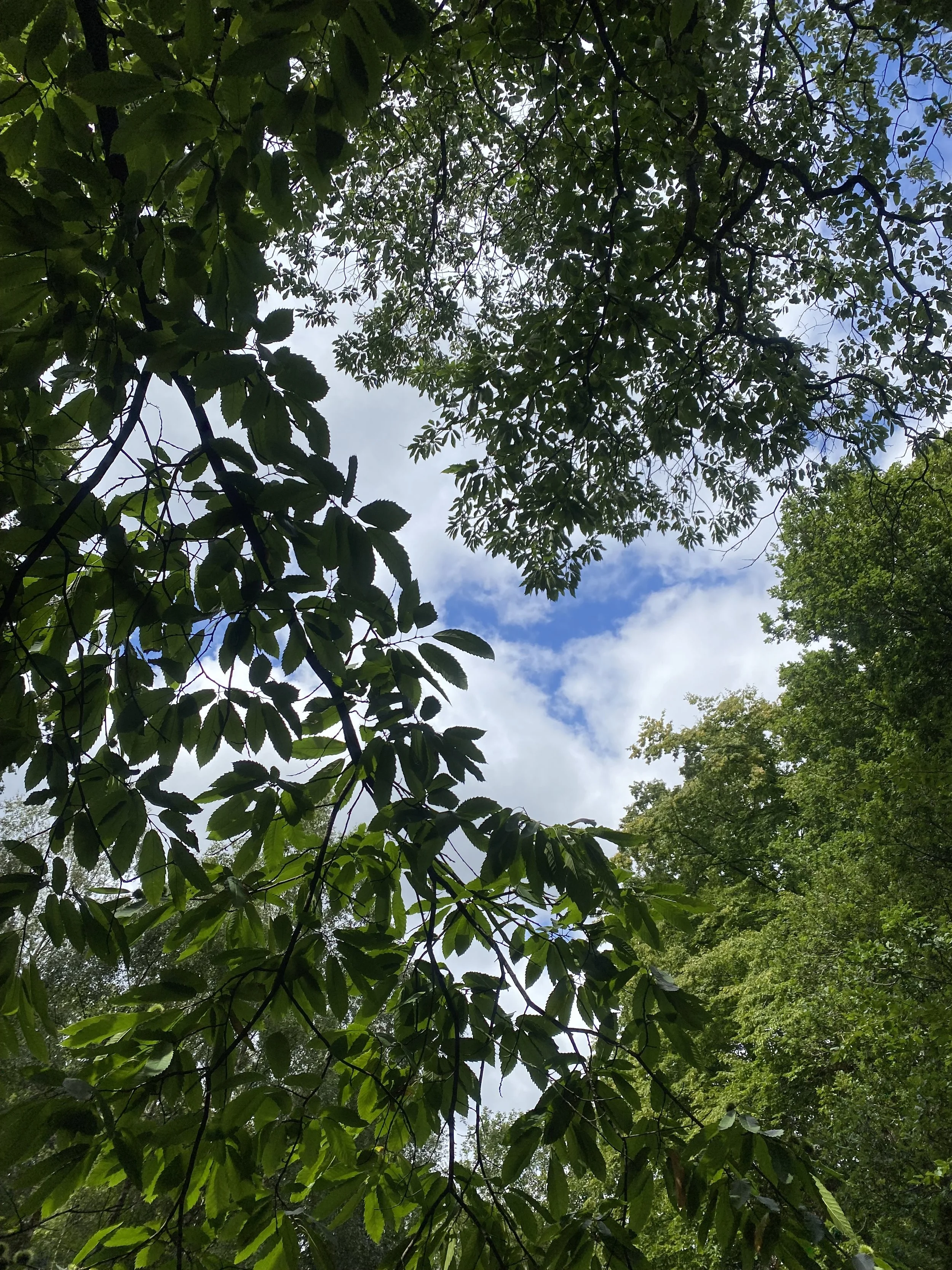 Gift Cards for all Forest Bathing Experiences