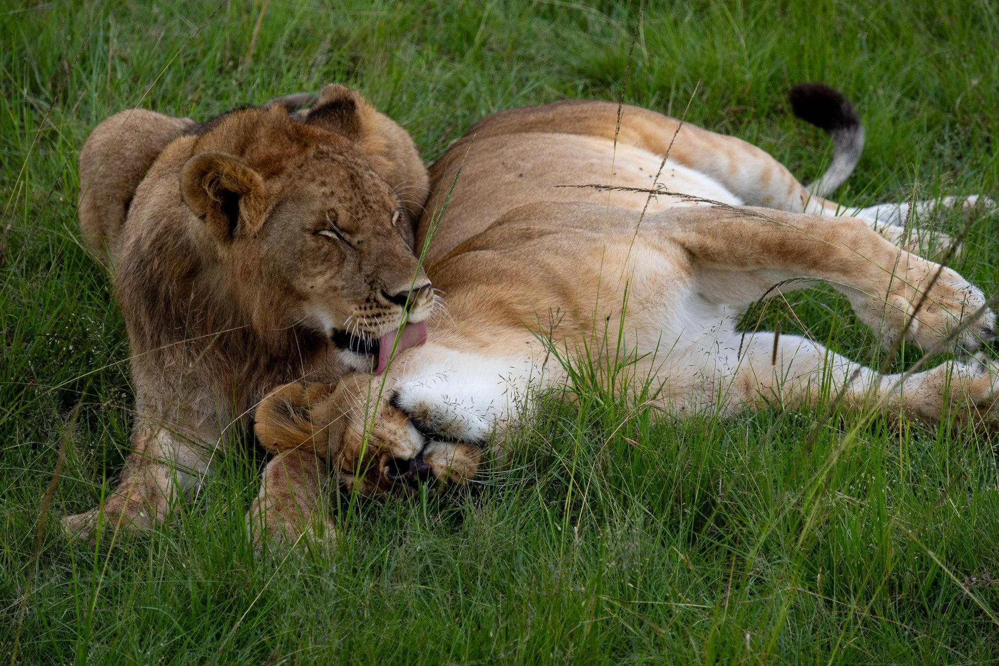 A lion and lioness resting together in tall grass, with the lion licking the lioness.