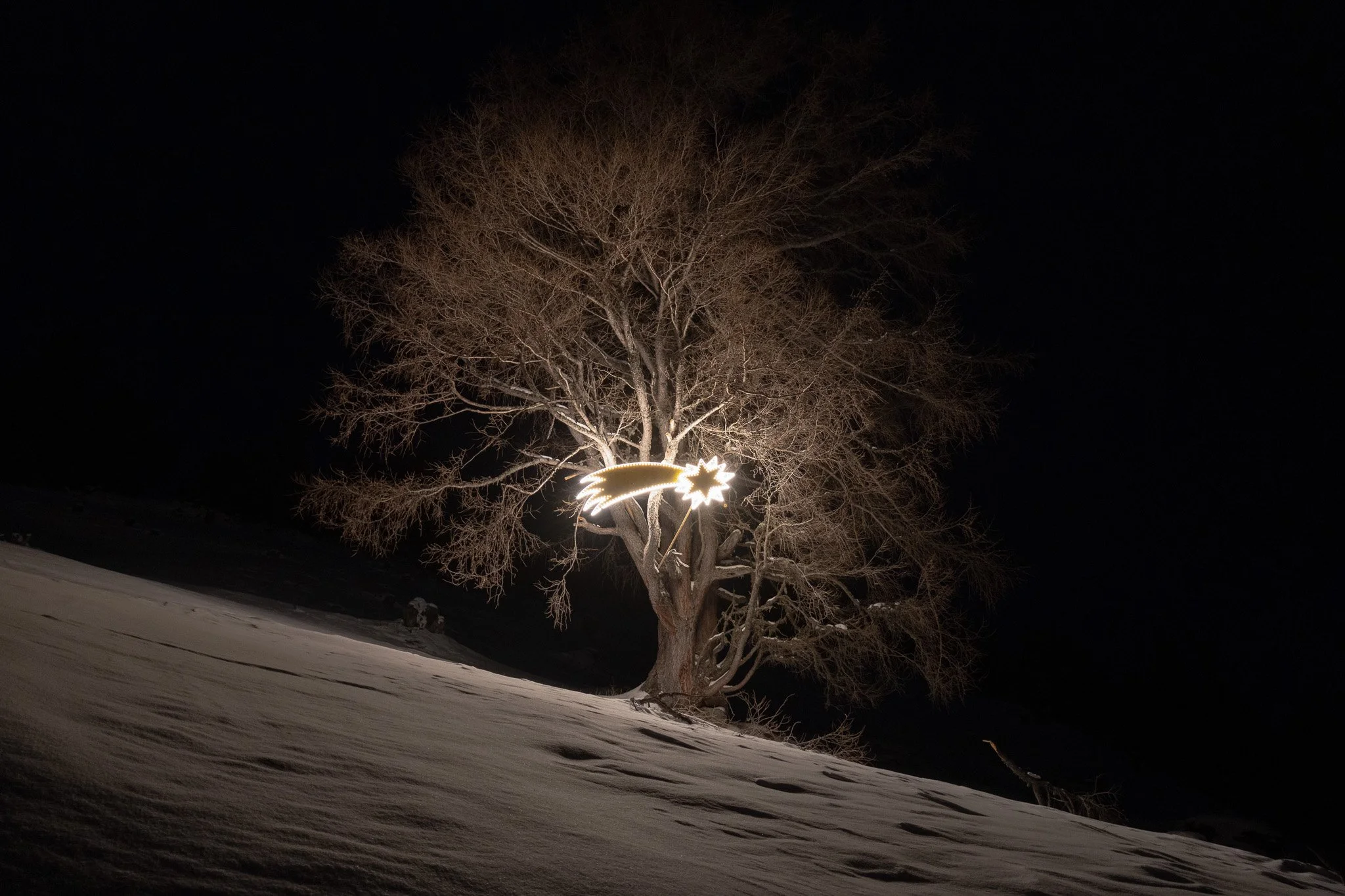 A leafless tree illuminated from below at night with a bright star and comet-shaped light decoration on its trunk, snow-covered ground, dark sky.