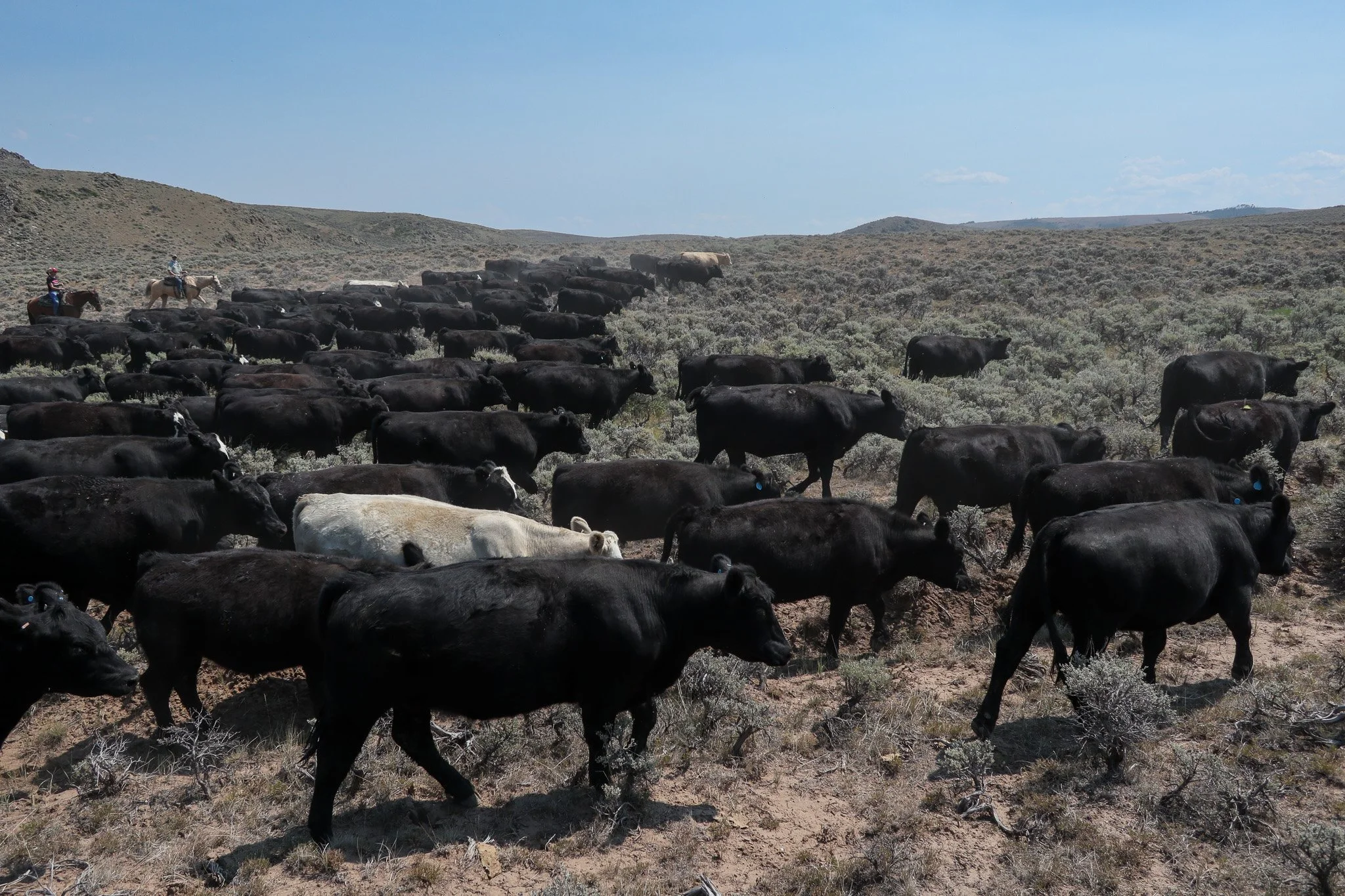 Herd of black cows, with one white cow, grazing in a semi-arid landscape with sparse vegetation under a blue sky, and two riders on horseback in the background.