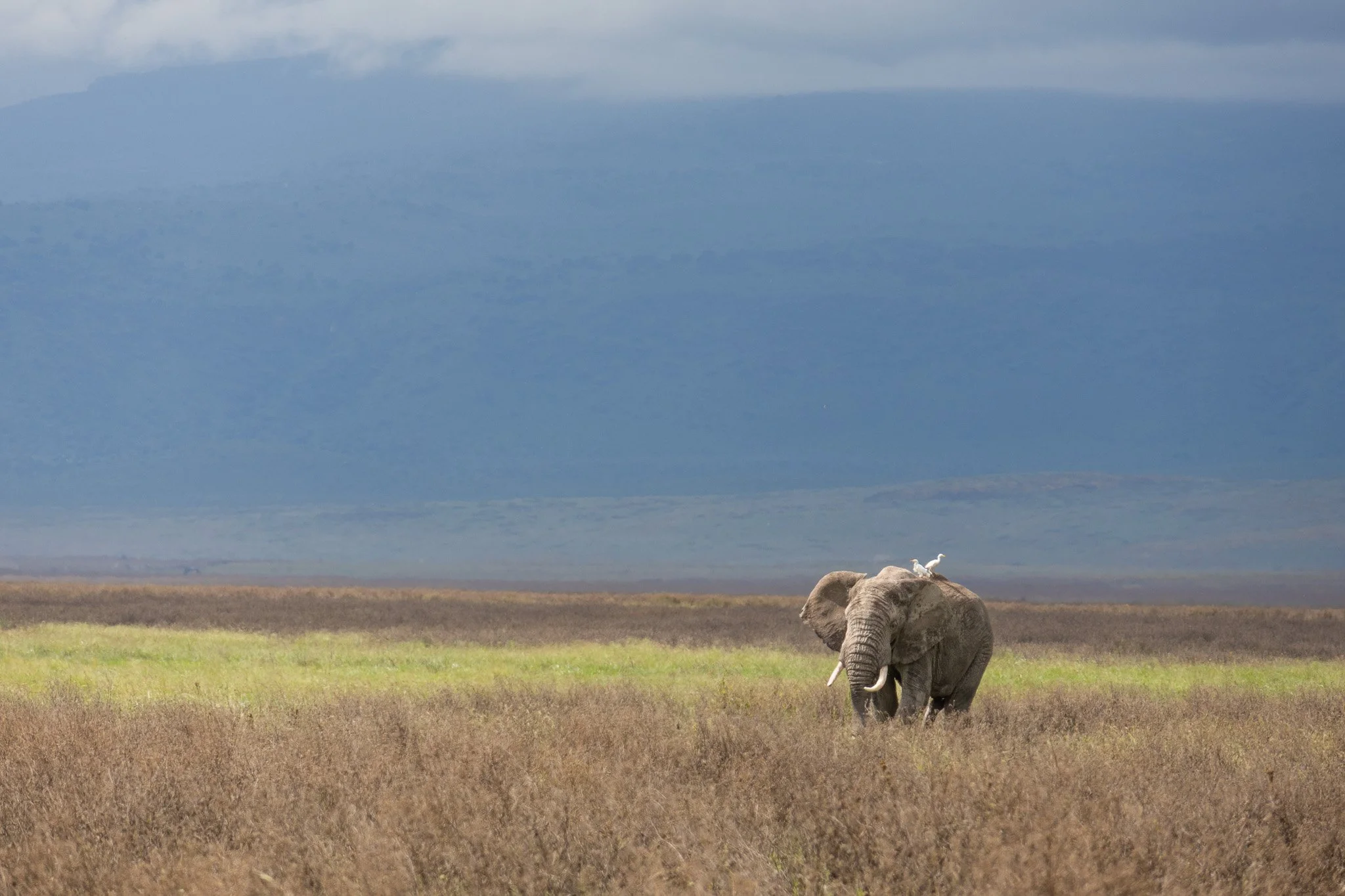 An elephant standing in a grassy plain with a bird on its back and mountains in the background.