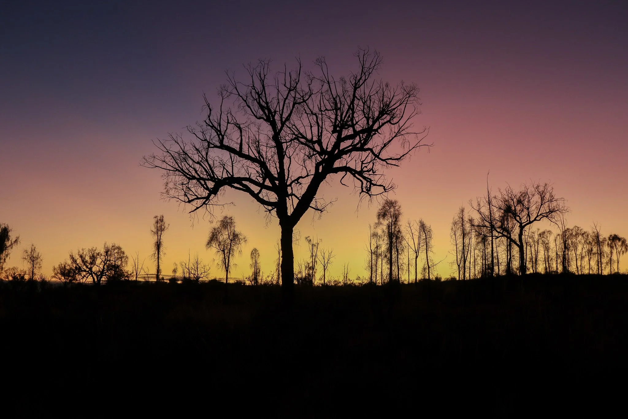 Silhouetted trees against a colorful sunset sky with pink, purple, and orange hues.