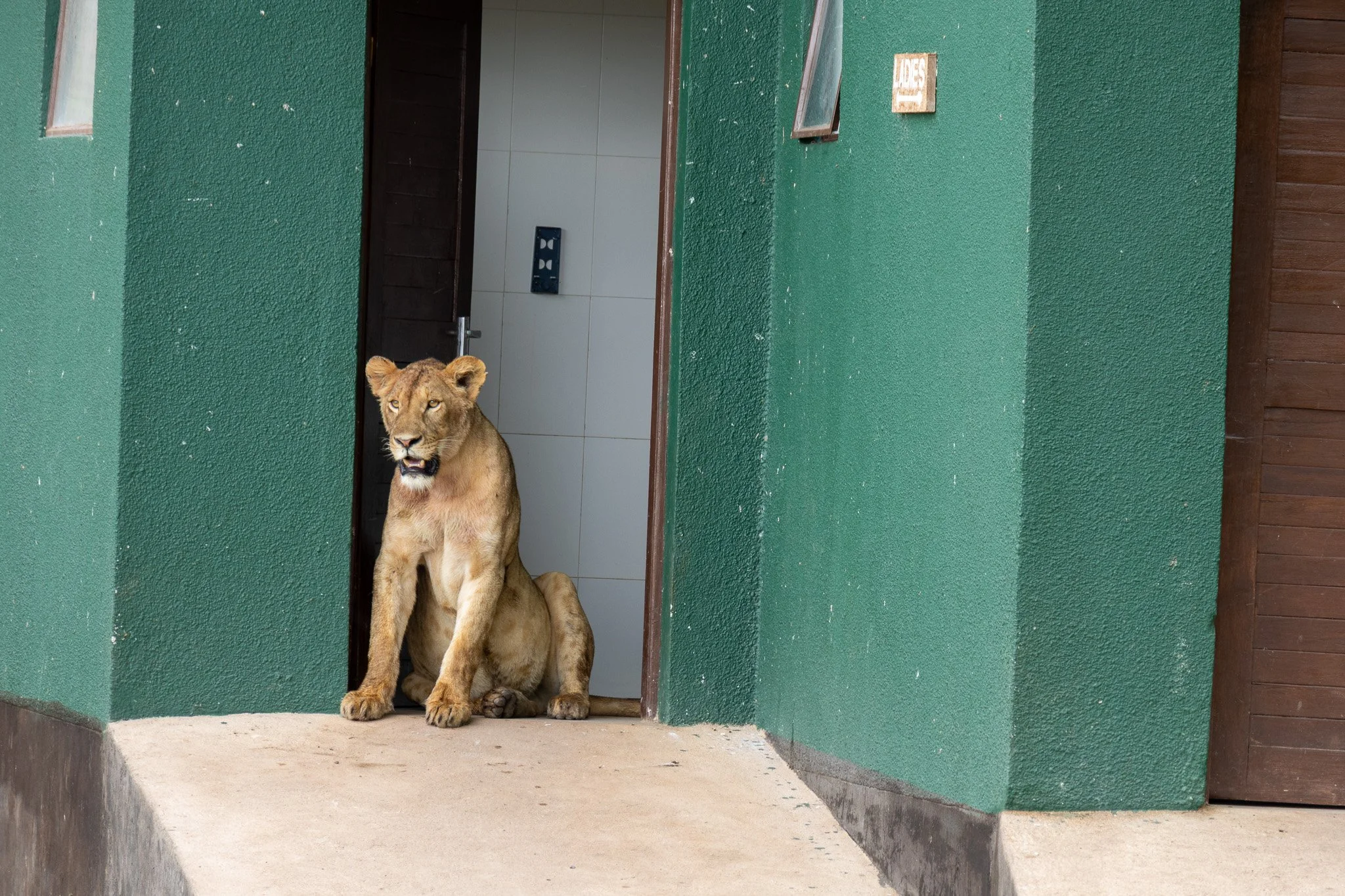 A lioness sitting at the entrance of a building with a green exterior wall and a door, inside a zoo or wildlife sanctuary.