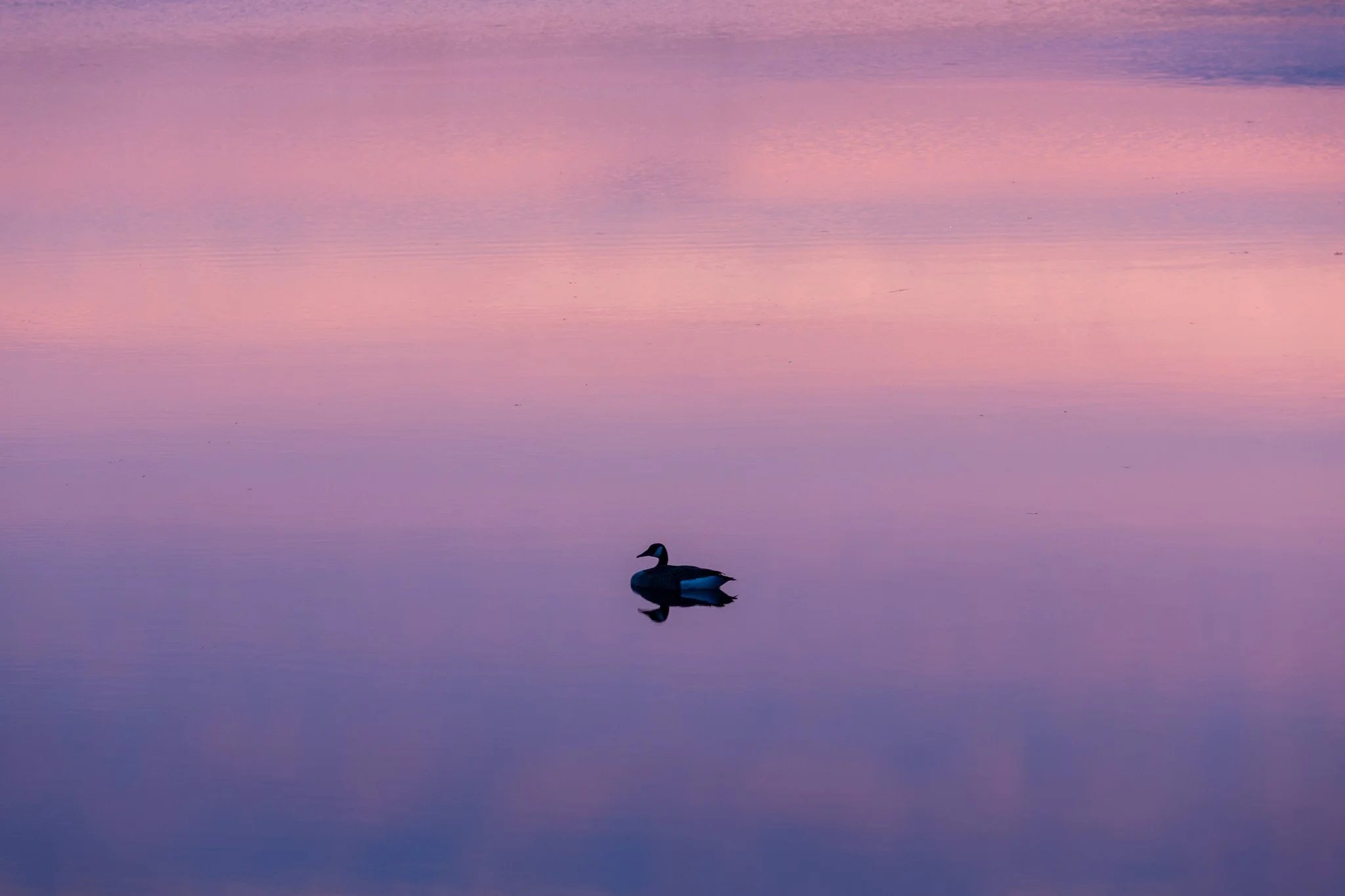 A single duck swimming in a body of water during sunset with pastel pink and purple colors reflected on the water's surface.