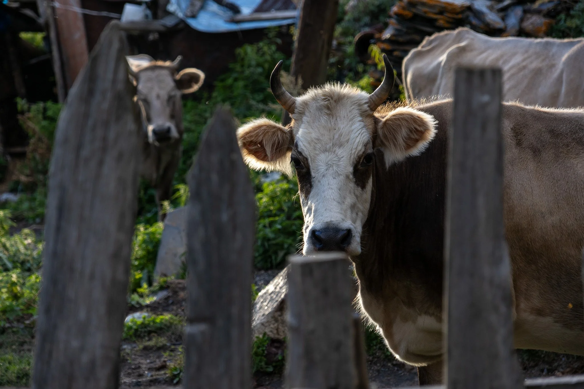 A cow peering through a wooden fence with another cow in the background.