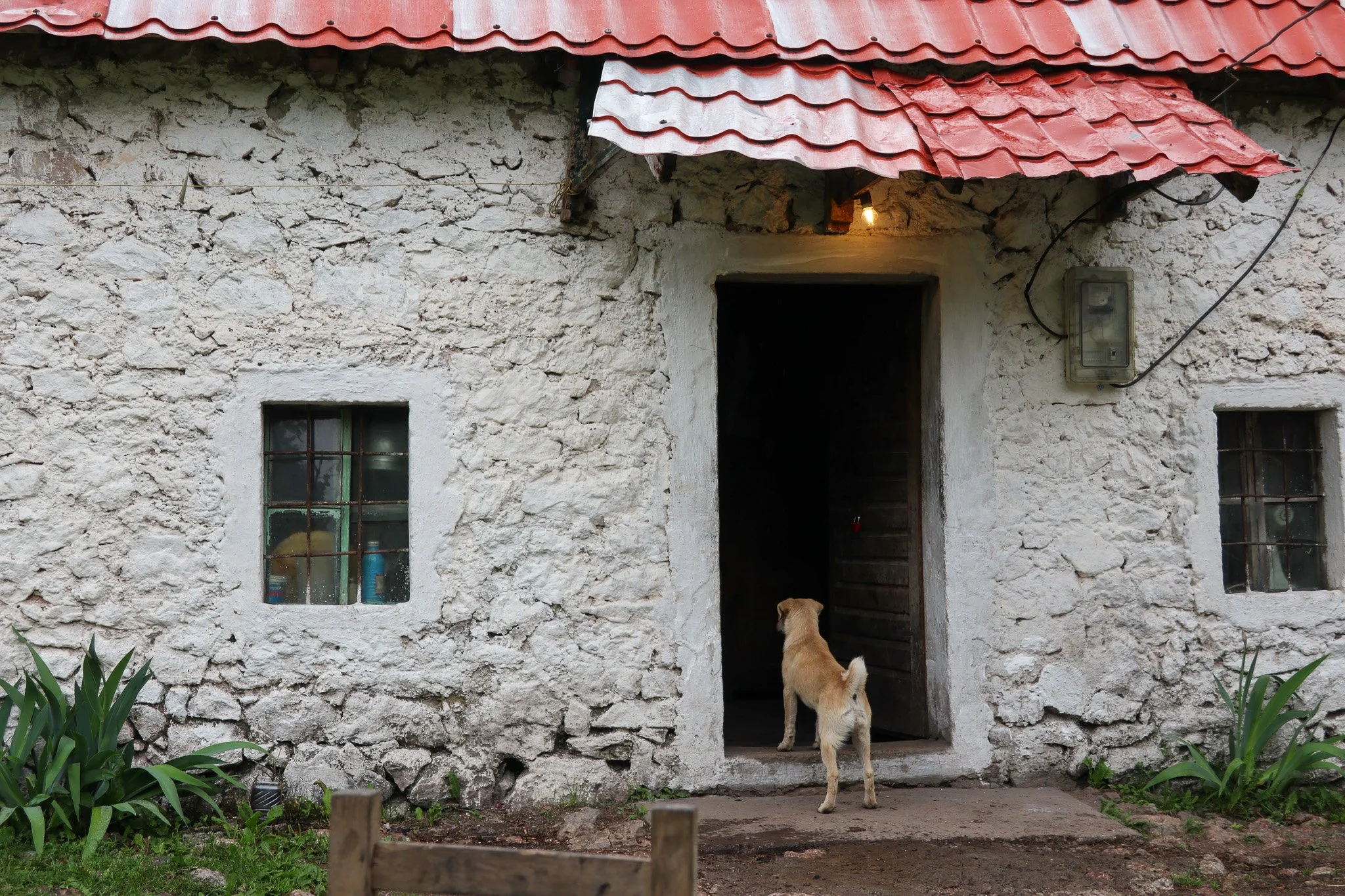 A dog standing at an open doorway of a rustic stone house with a red tiled roof, two small barred windows, and some greenery in front.