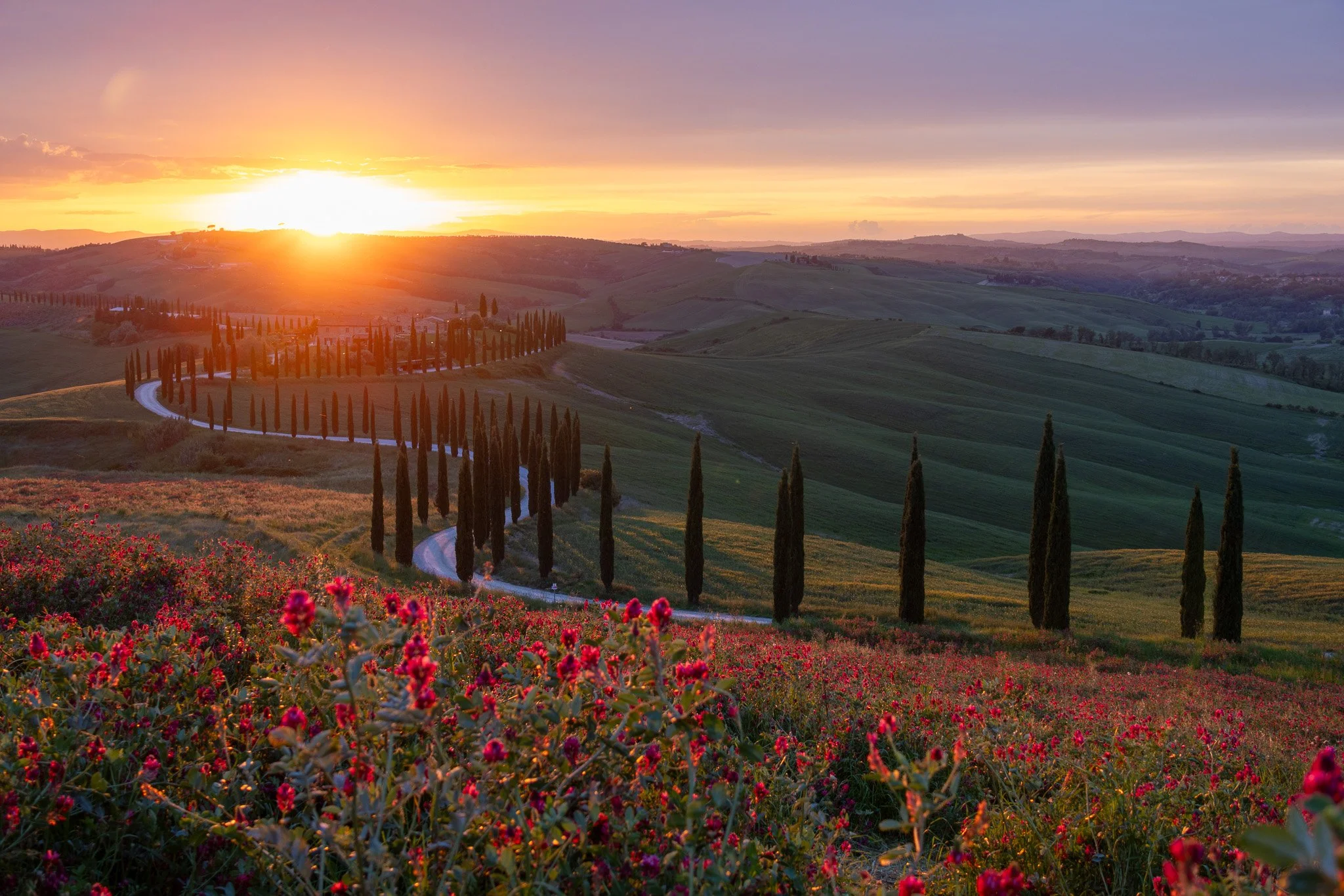 A scenic view of rolling hills at sunset with a winding road lined by tall cypress trees and colorful flowers in the foreground.