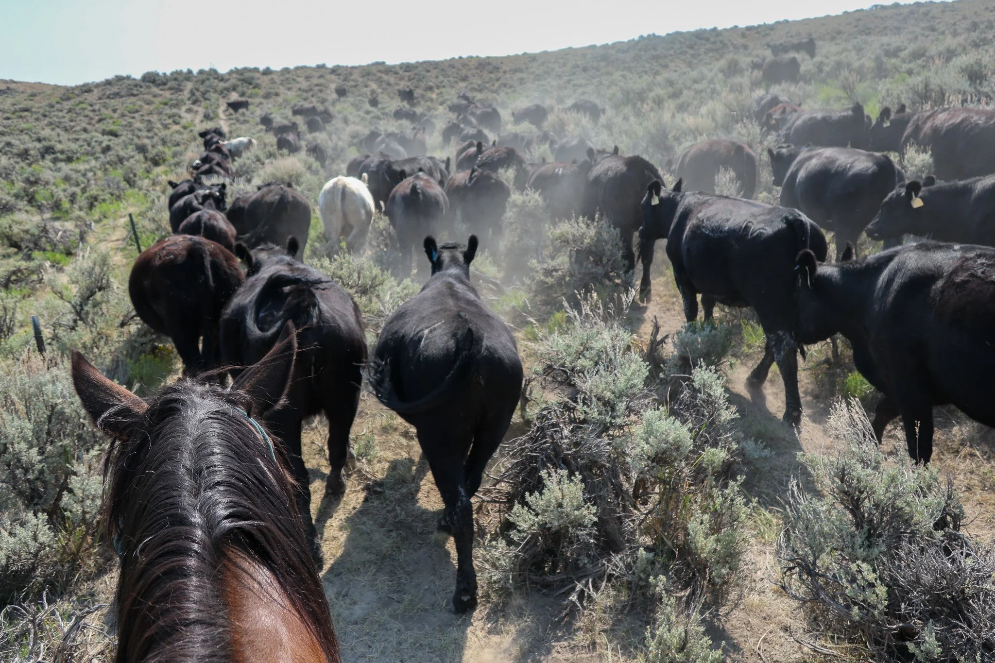 Viewing a herd of cattle and a horse in a dusty, semi-arid landscape with shrubs and low brush.