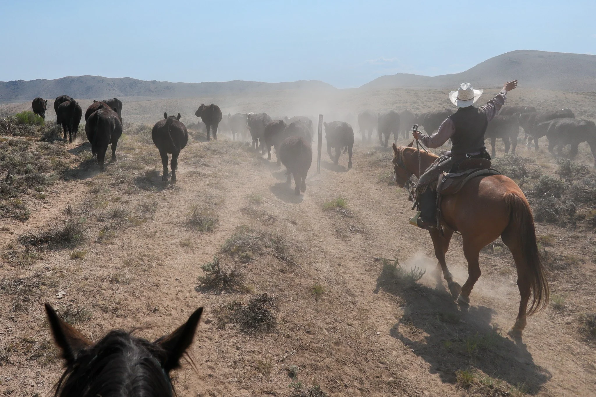 A person rides a horse on a dusty trail in a dry, mountainous landscape, guiding a herd of cattle.
