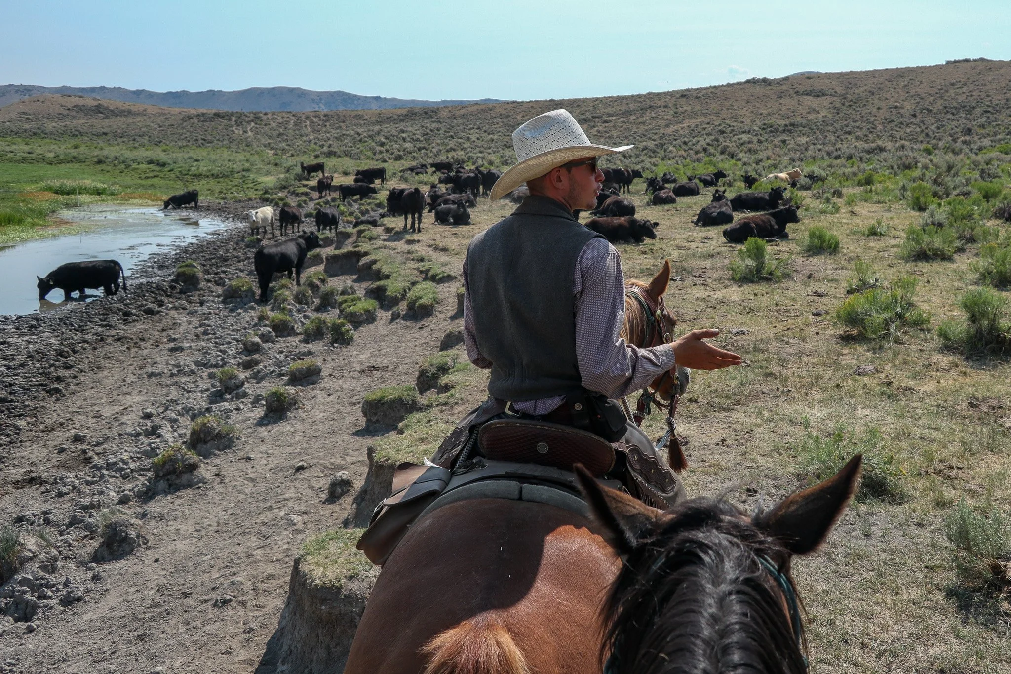 A person wearing a cowboy hat and vest riding a horse along a trail near a pond with cattle grazing and resting in a desert landscape.