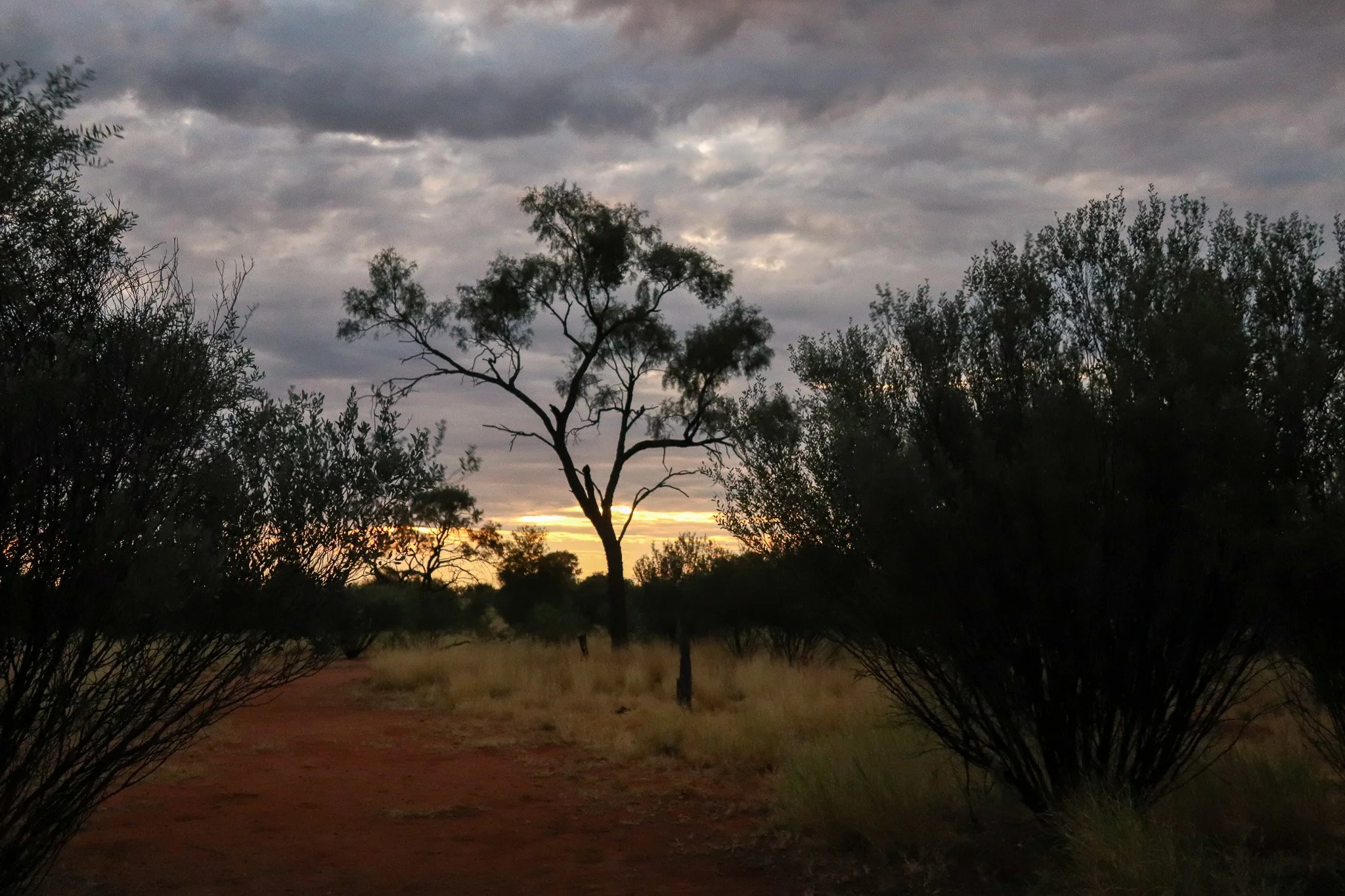 A sunset or sunrise scene in a dry, grassy landscape with scattered trees and bushes under a cloudy sky.