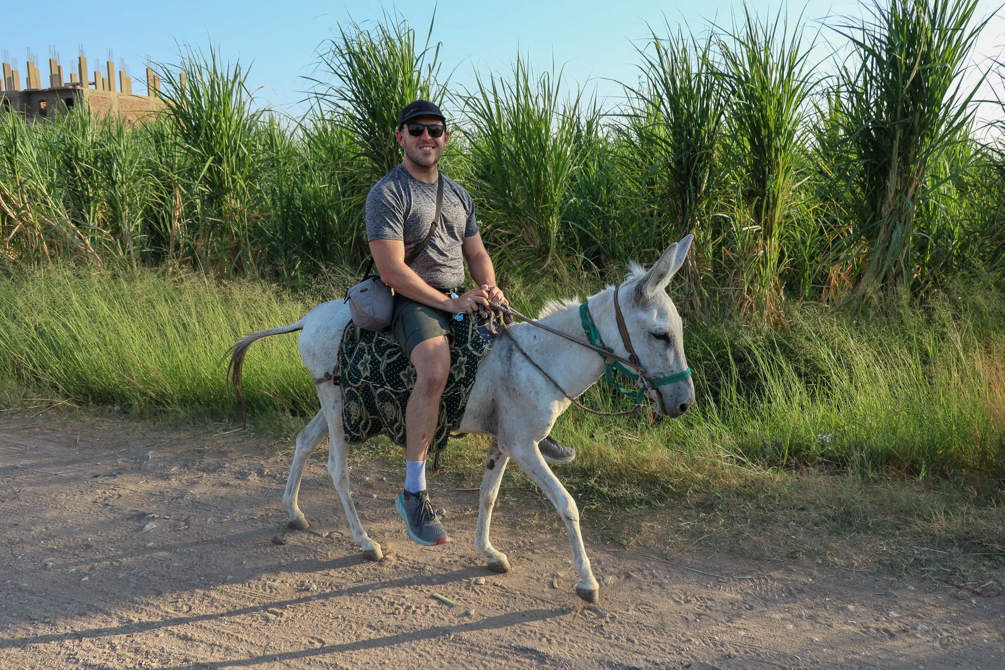 A man in sunglasses riding a white donkey along a dirt path with green tall grass and sugarcane in the background.