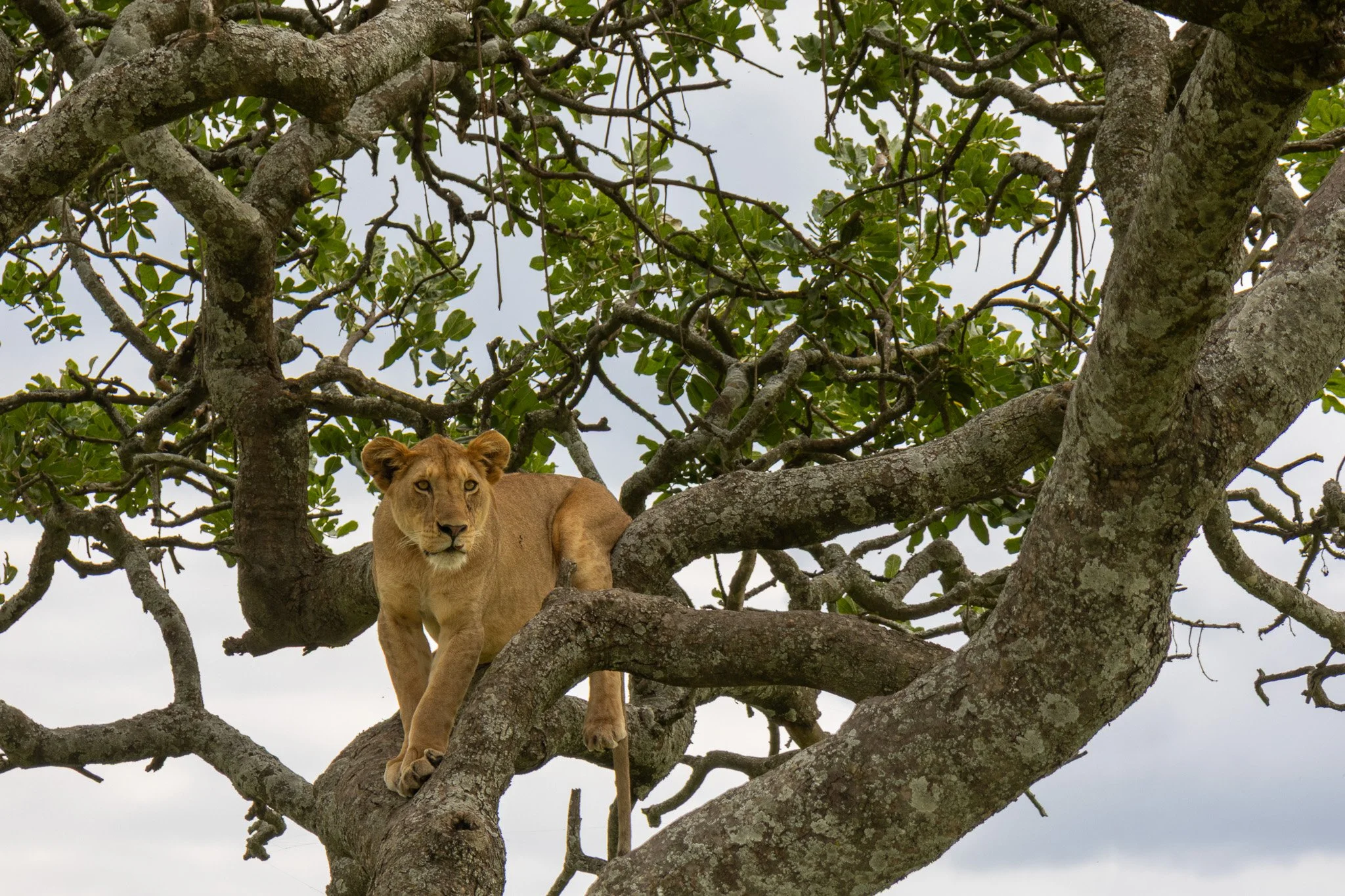 A lion cub resting on a large tree branch amidst lush green leaves with an overcast sky in the background.