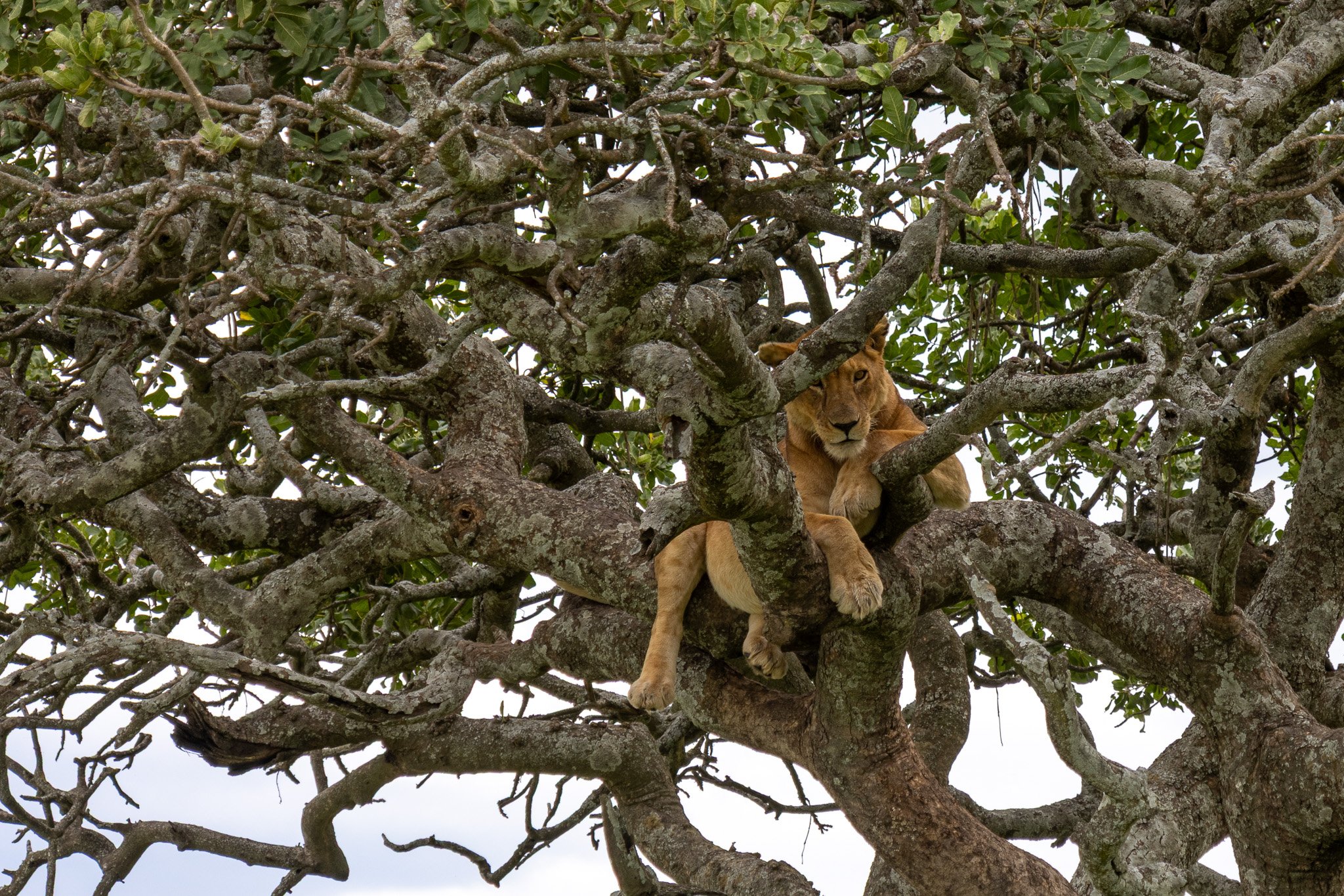 Lone lion resting on a high branch within a dense, tangled tree canopy.